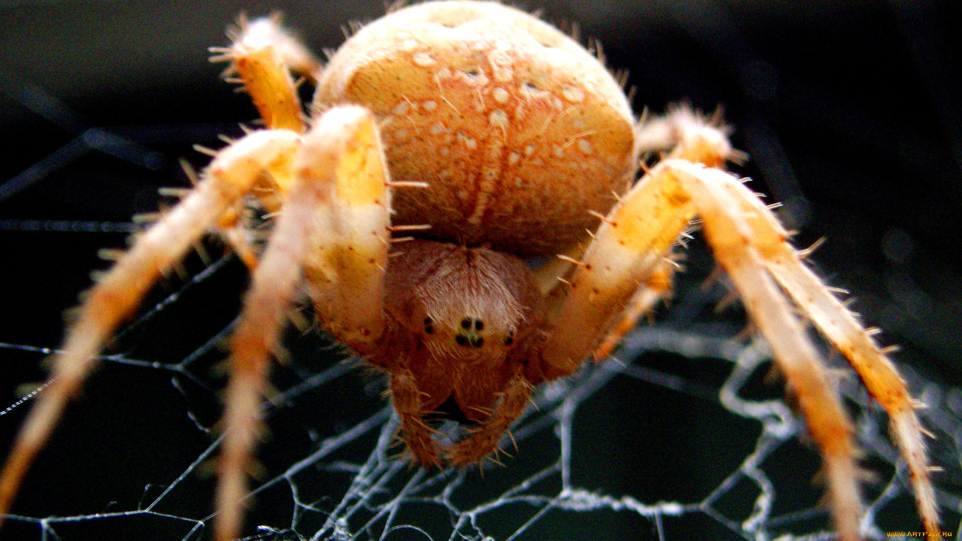 мухолов, животные, пауки