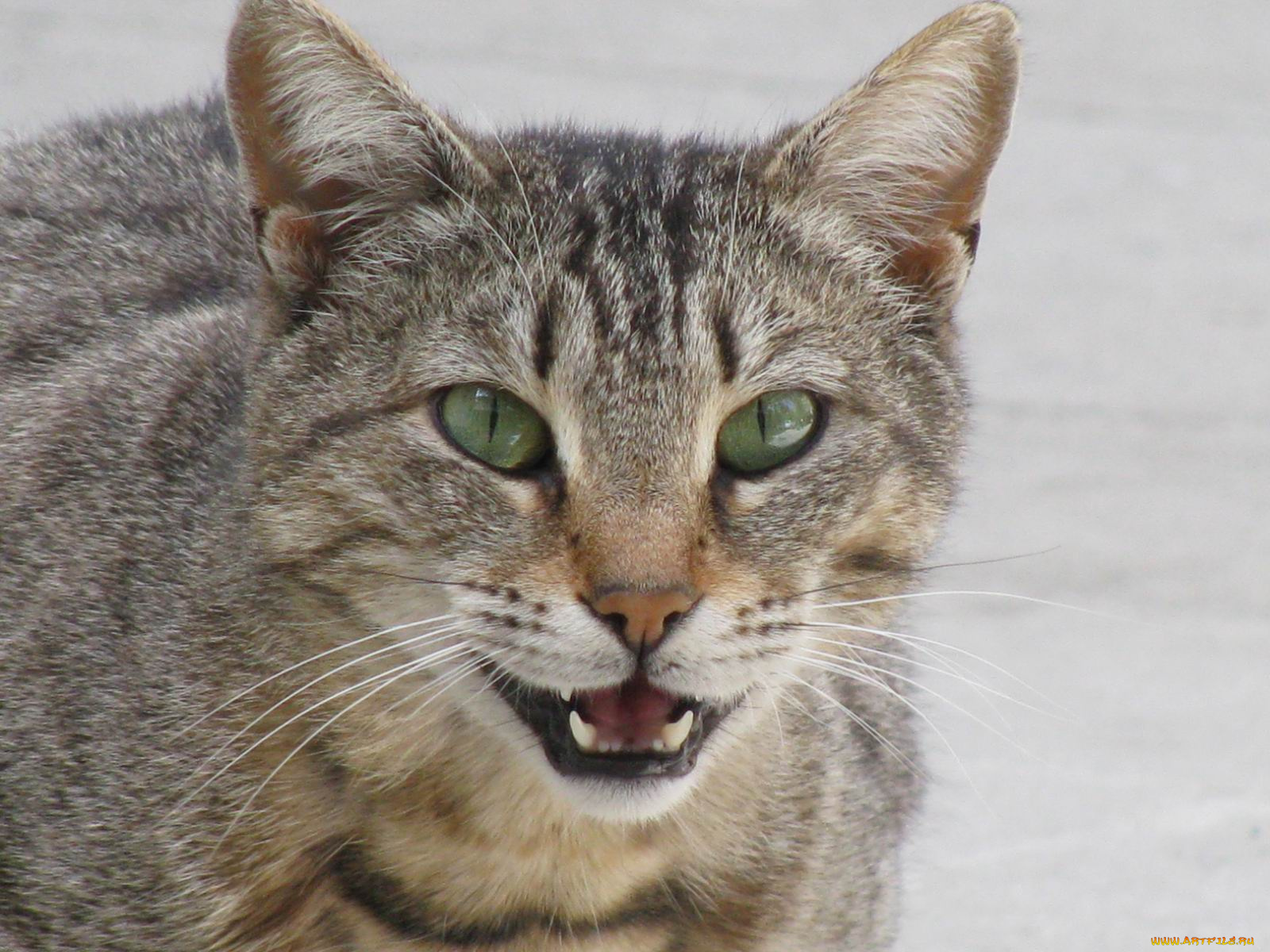 животные, коты