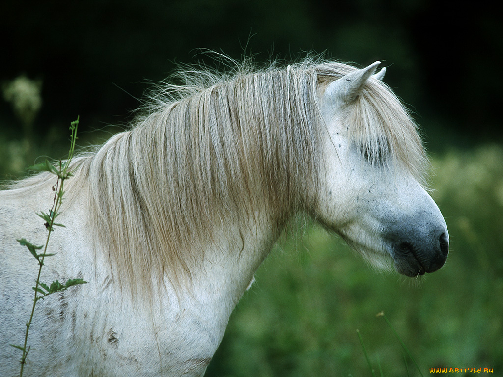 животные, лошади