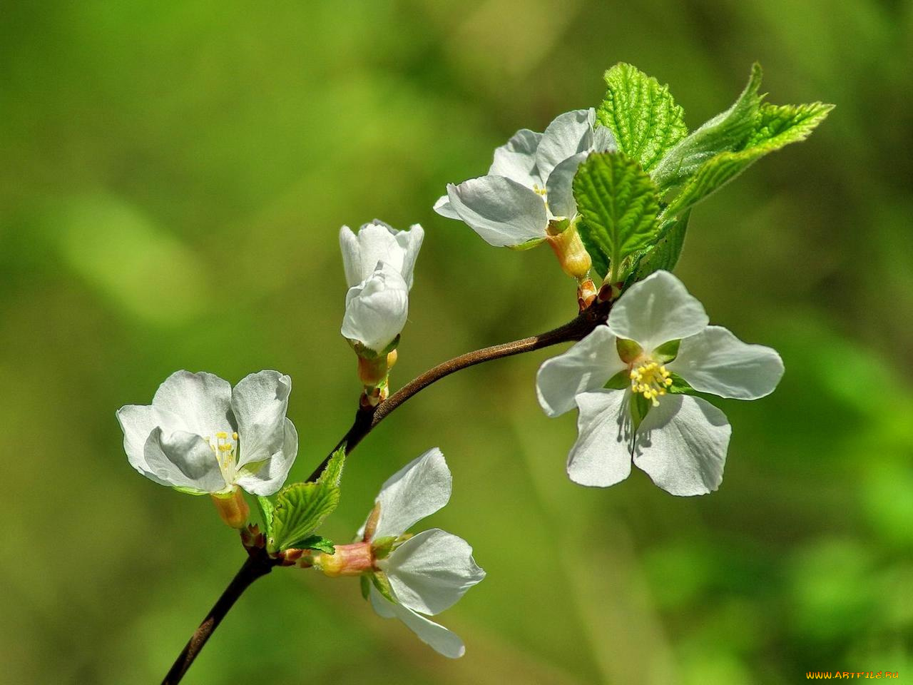 цветы, цветущие, деревья, кустарники