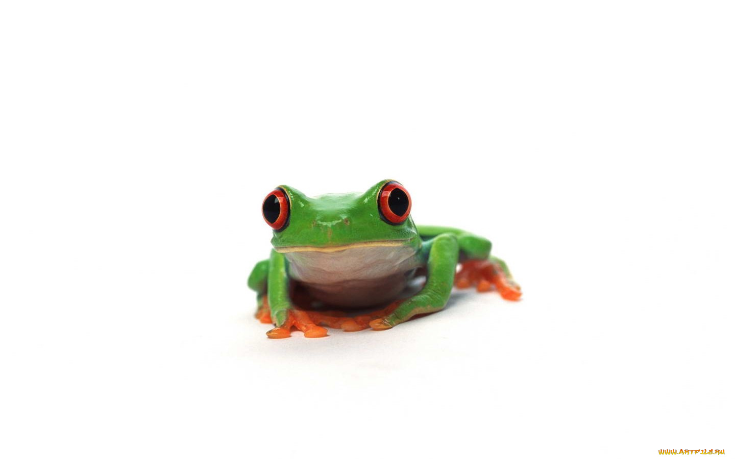 животные, лягушки