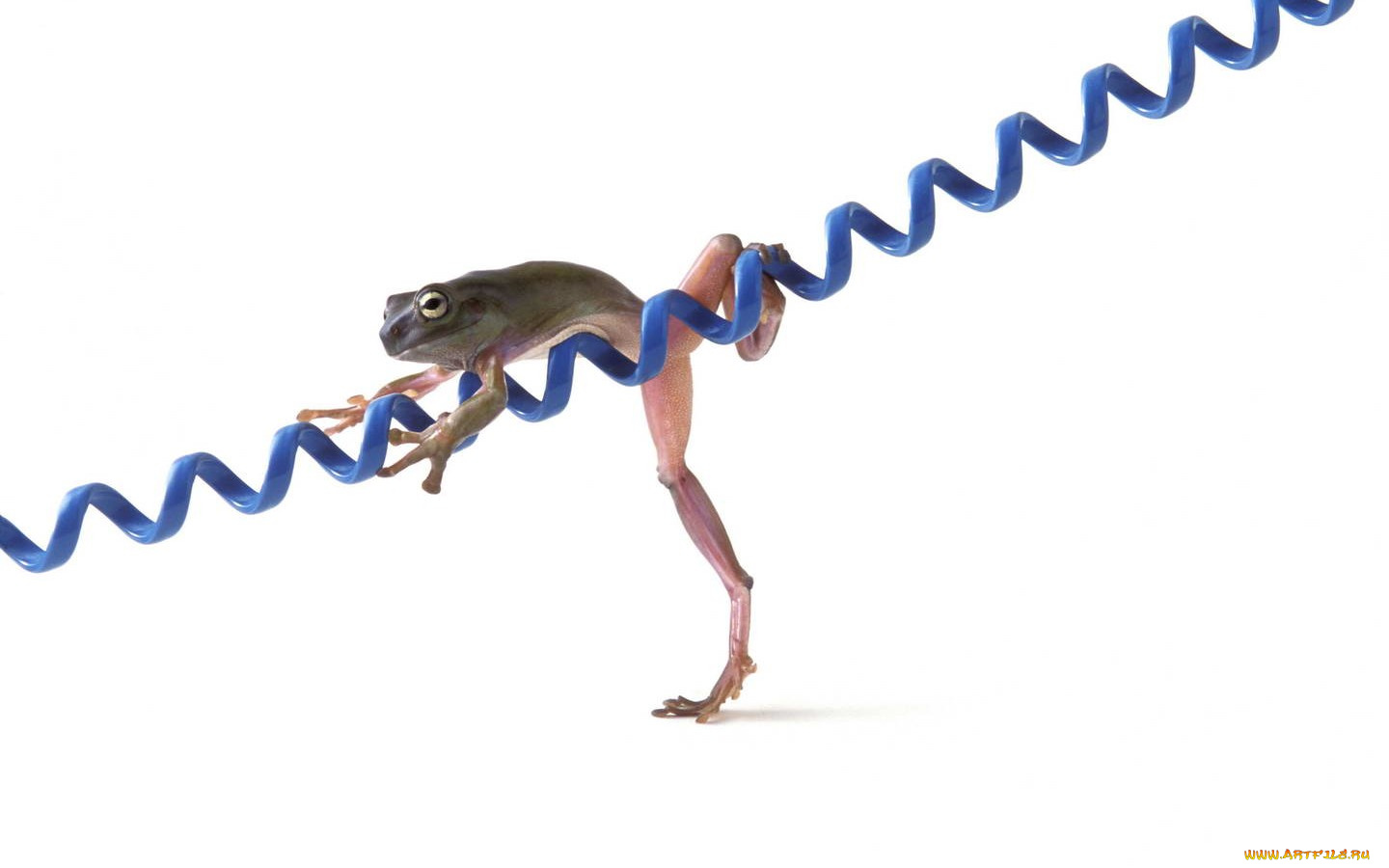 животные, лягушки