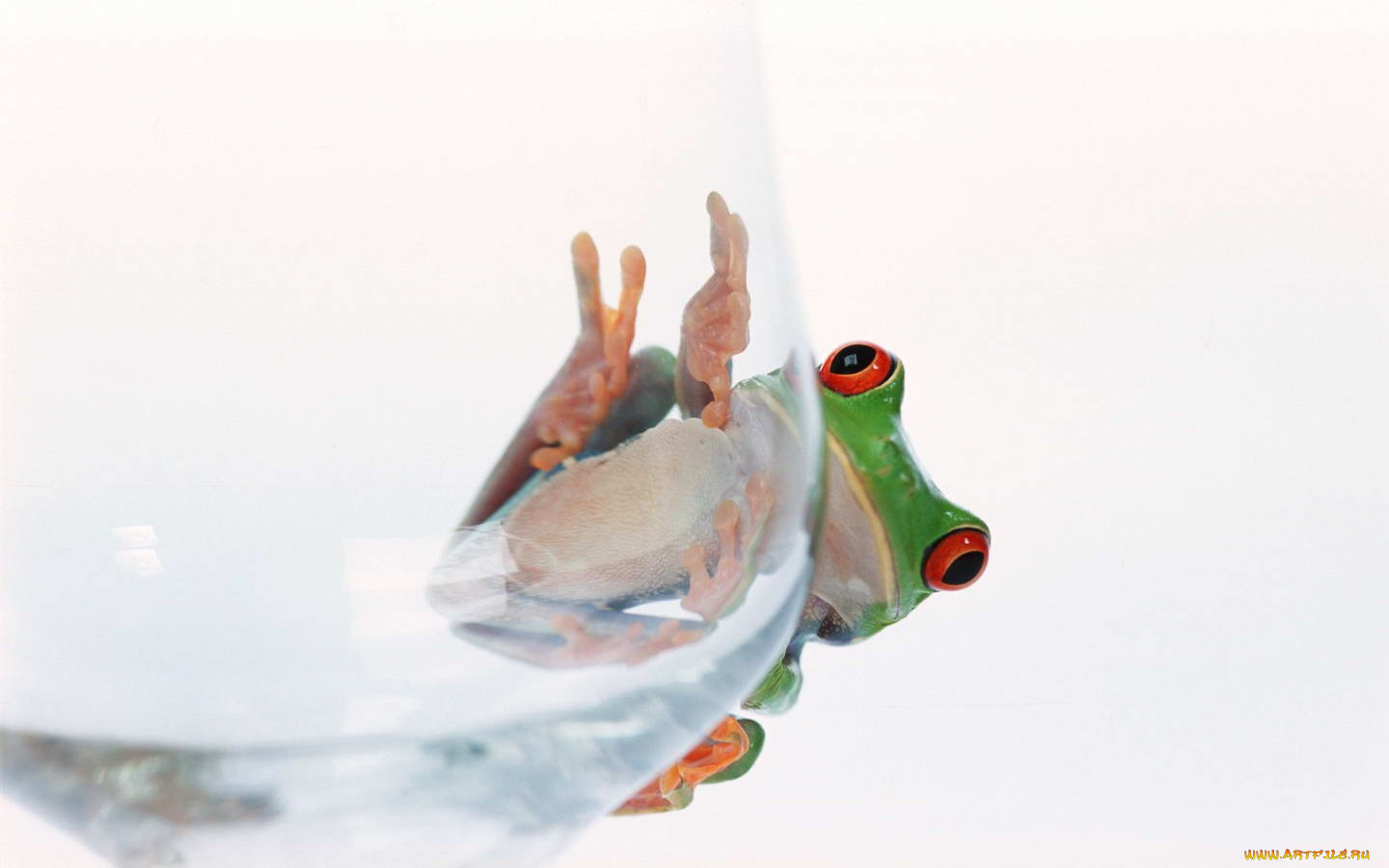 животные, лягушки