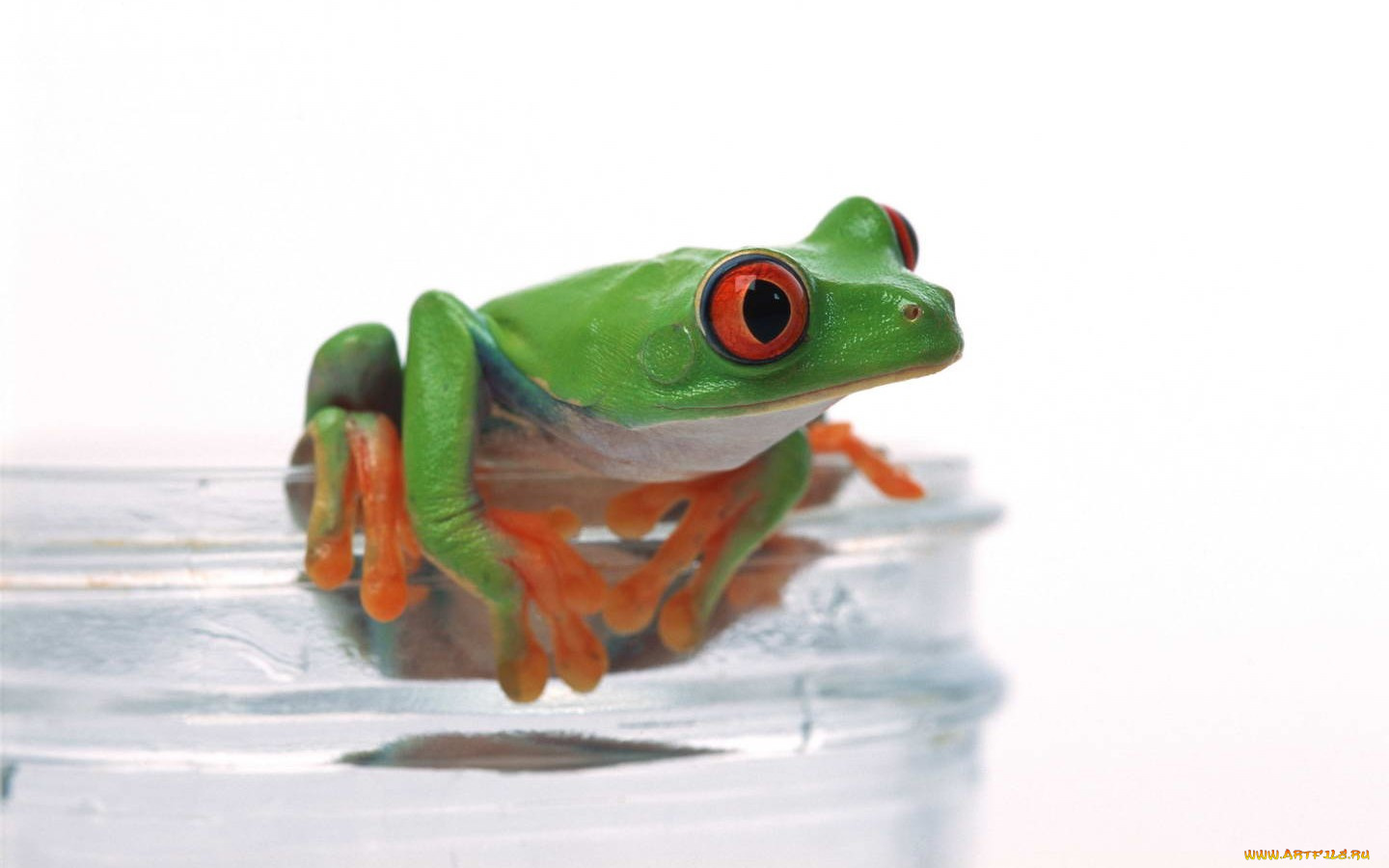 животные, лягушки