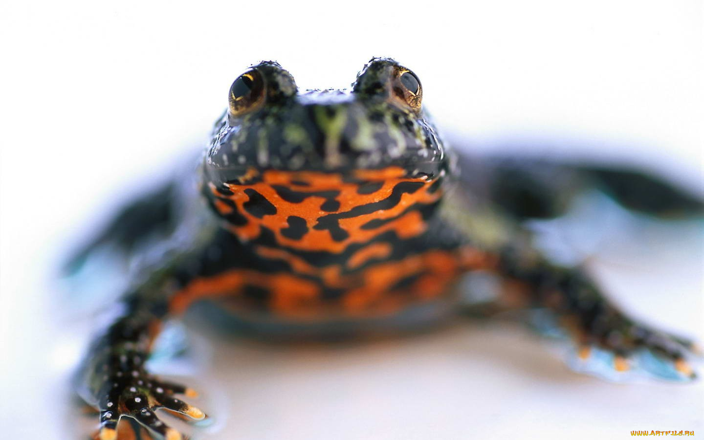 животные, лягушки