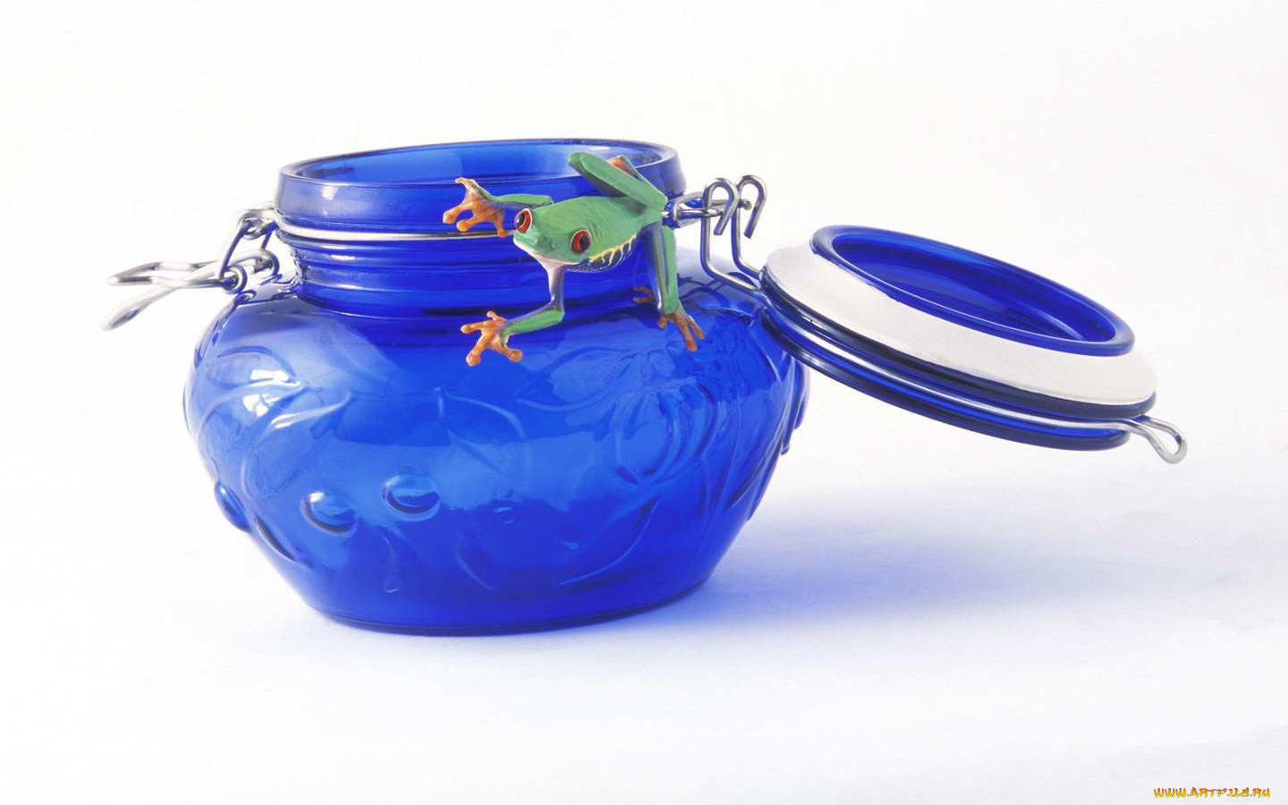 животные, лягушки