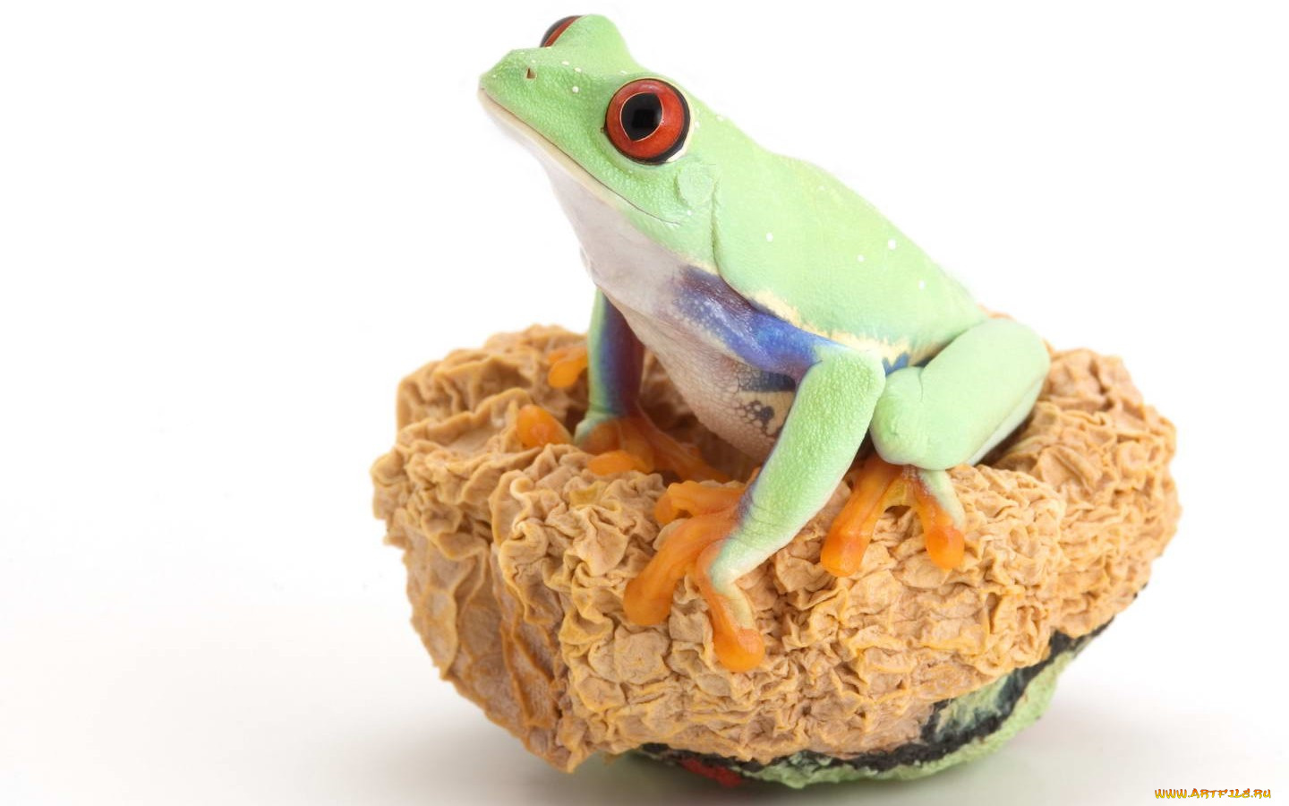 животные, лягушки