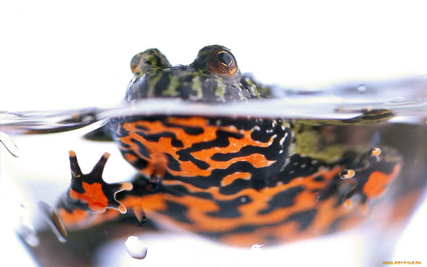 животные, лягушки