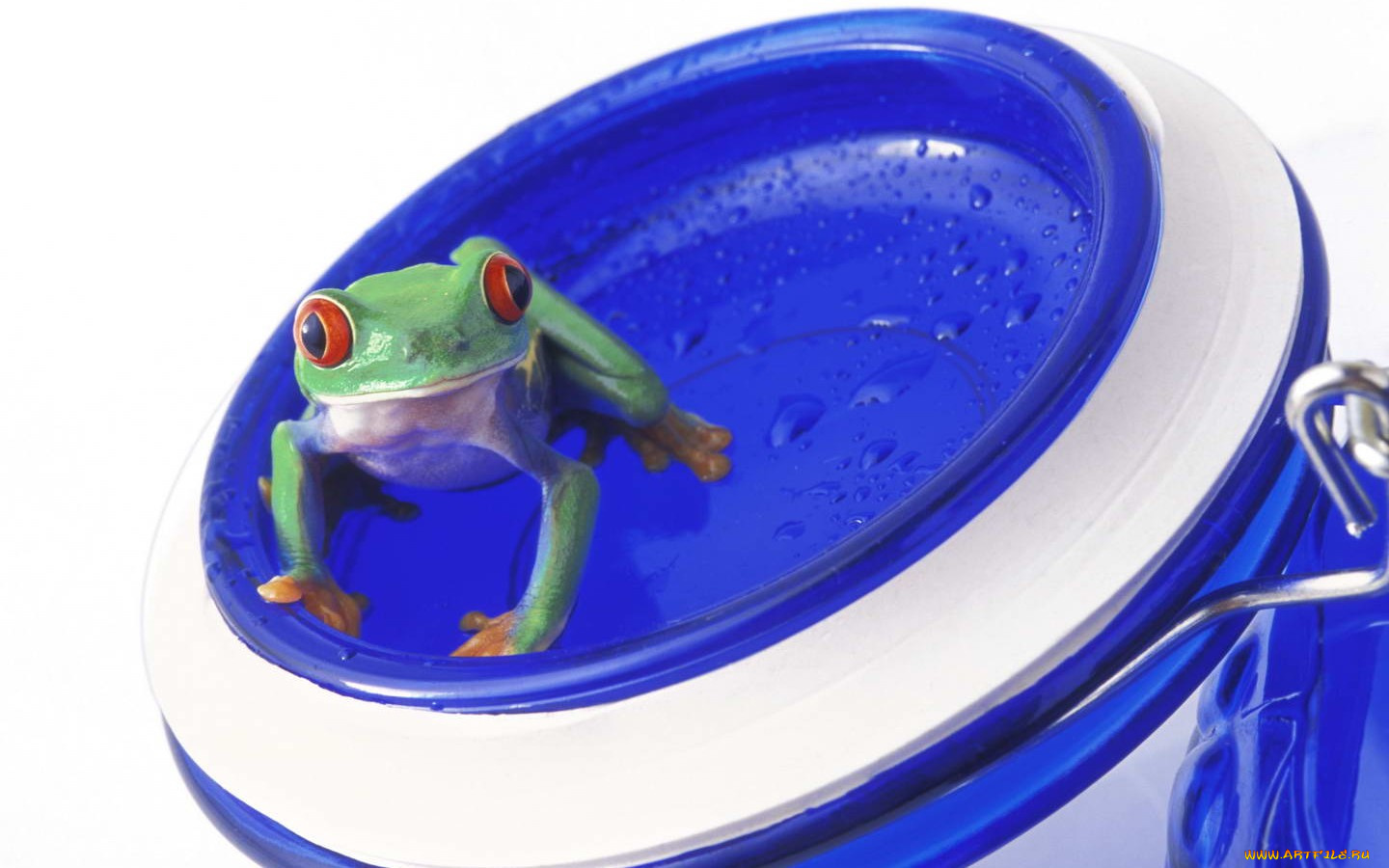 животные, лягушки