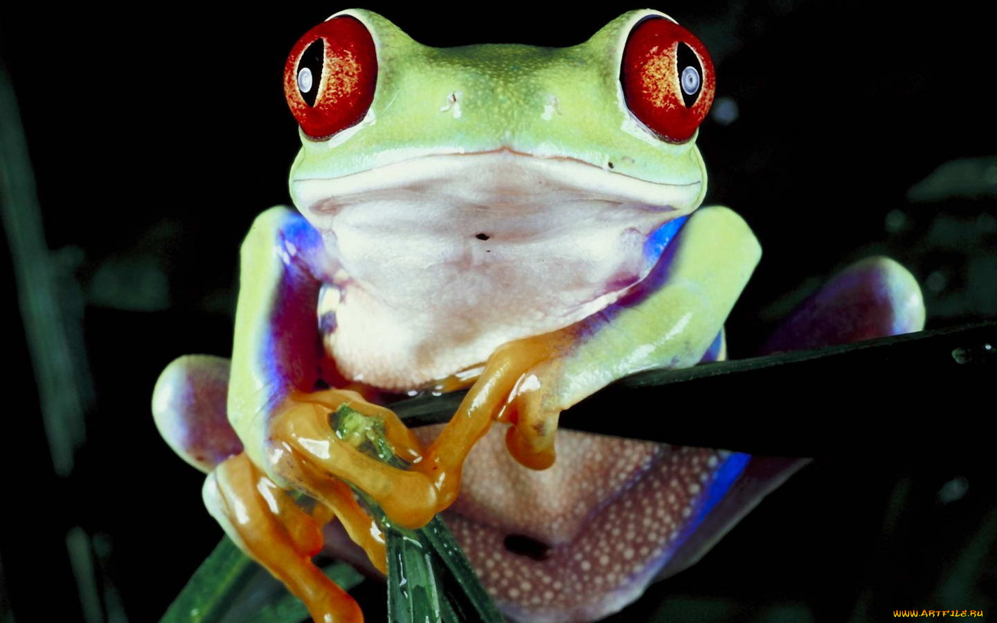 животные, лягушки