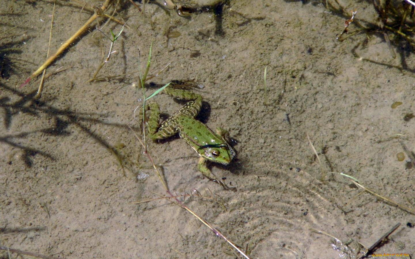 животные, лягушки