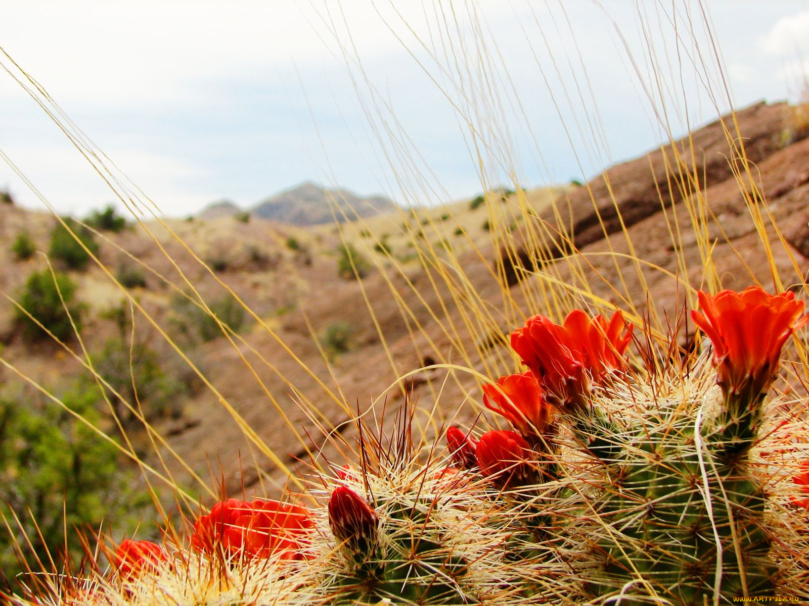 цветы, кактусы