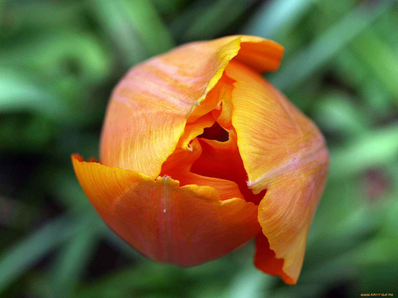 цветы, тюльпаны