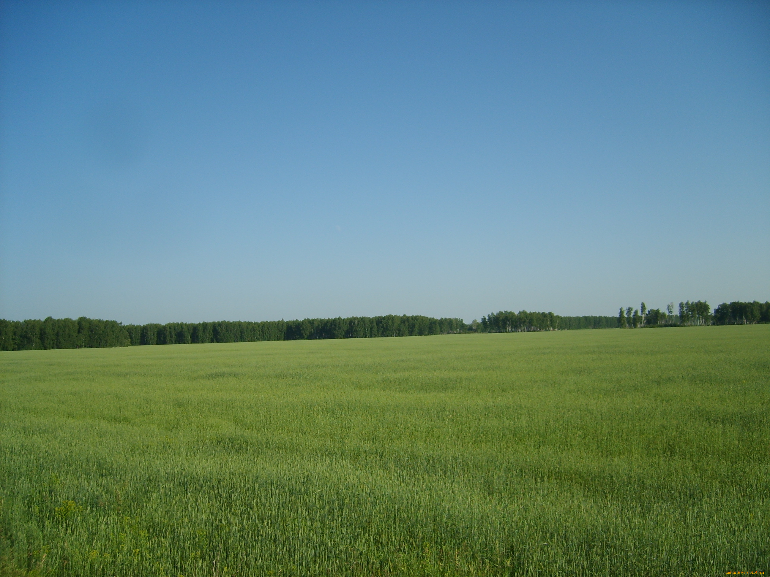 природа, поля