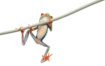 Картинка животные лягушки