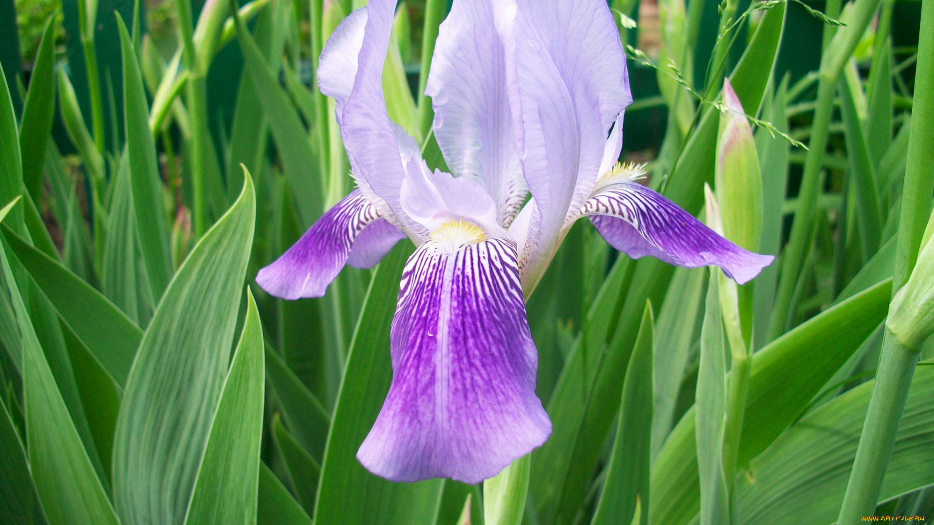цветы, ирисы