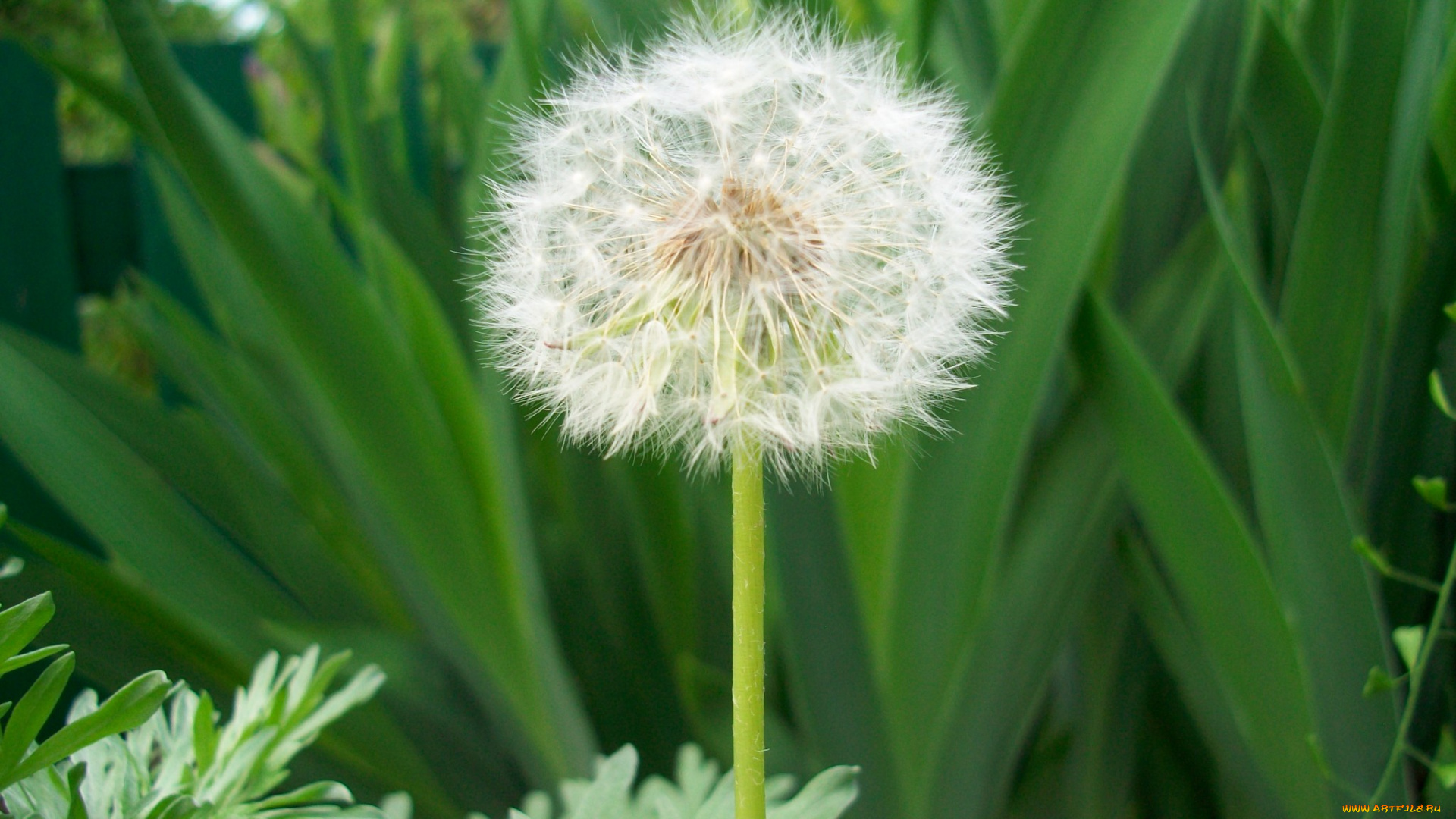 цветы, одуванчики