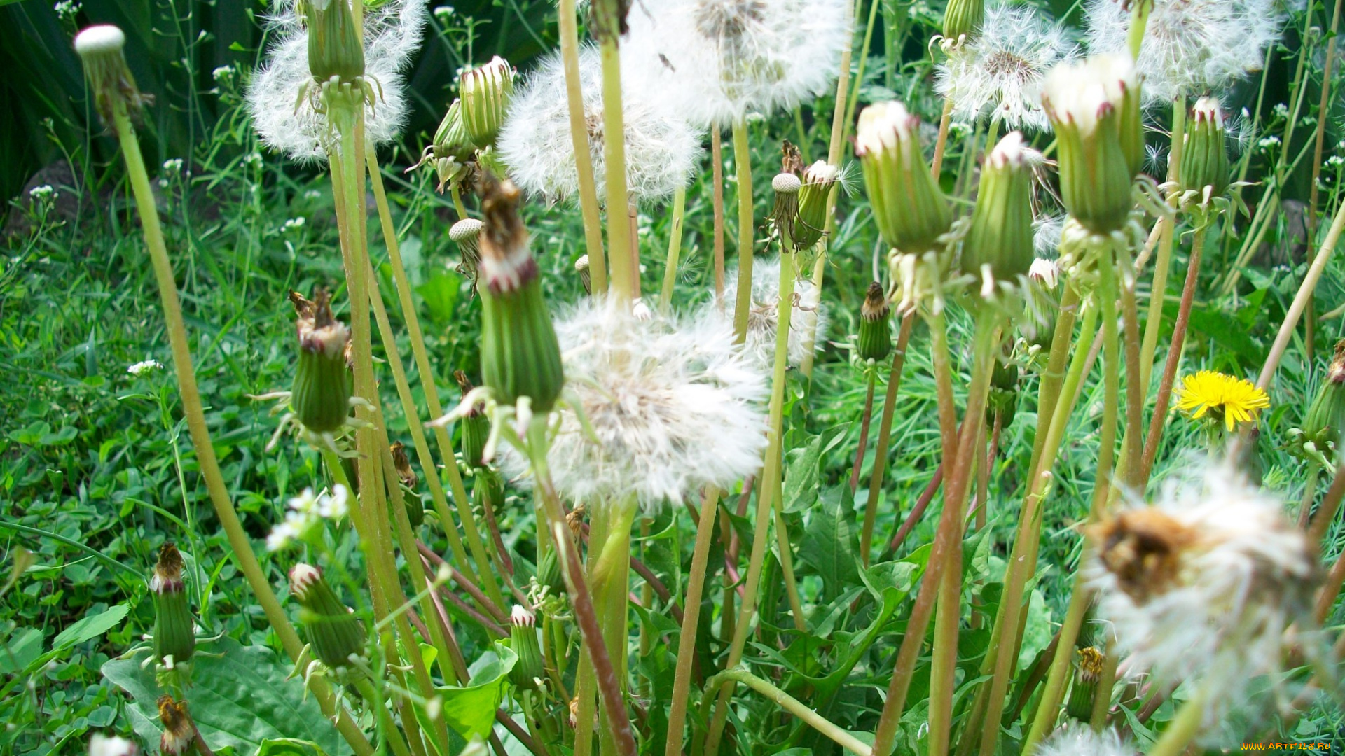 цветы, одуванчики