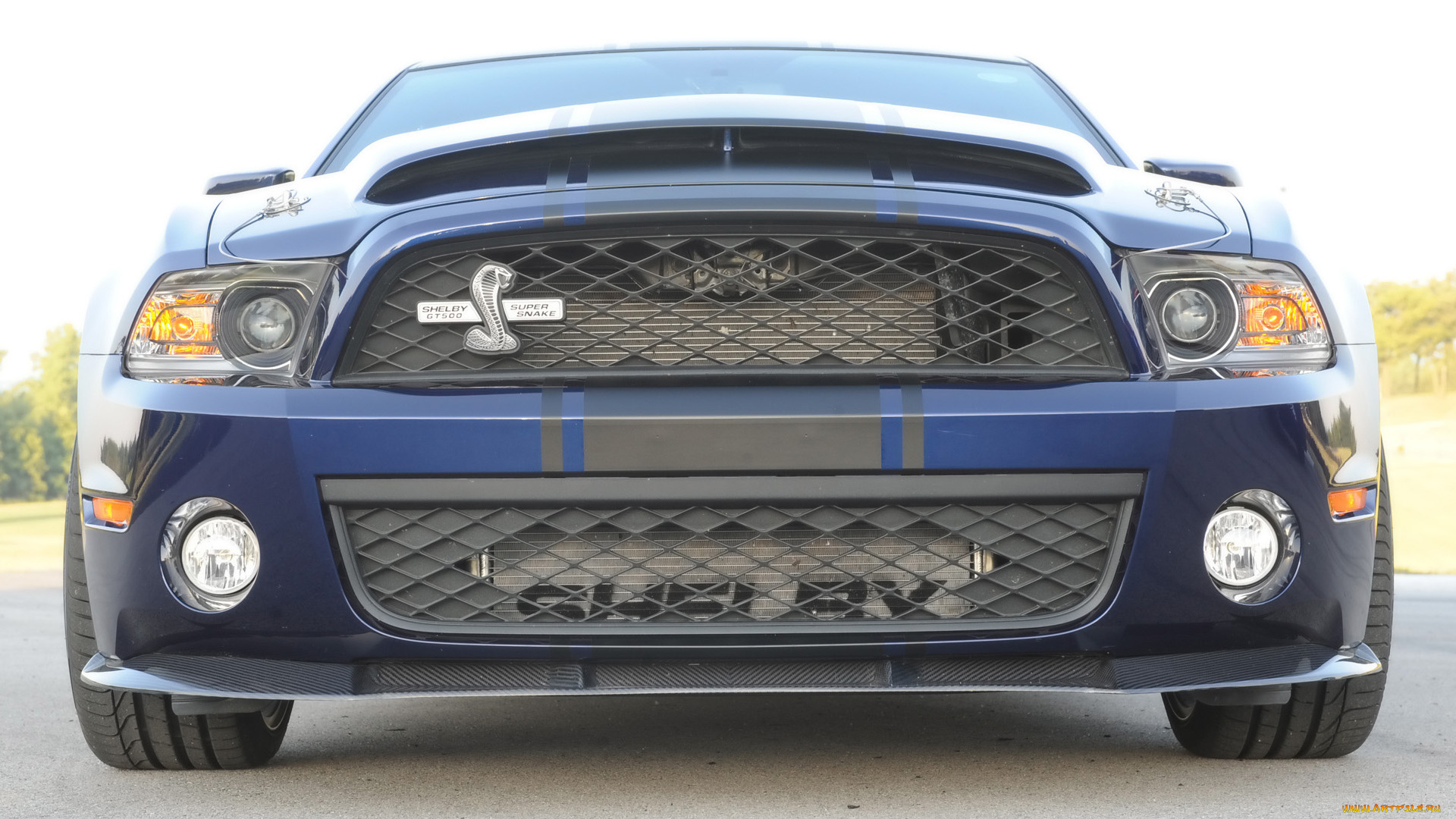 ford, shelby, gt500, super, snake, автомобили, mustang