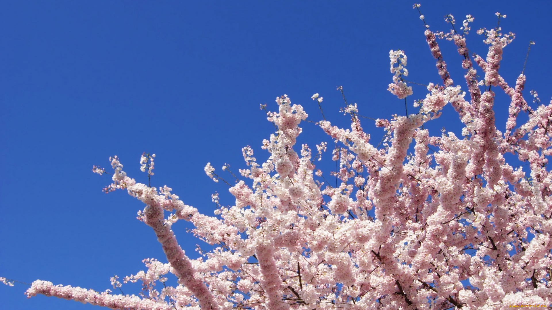 природа, деревья