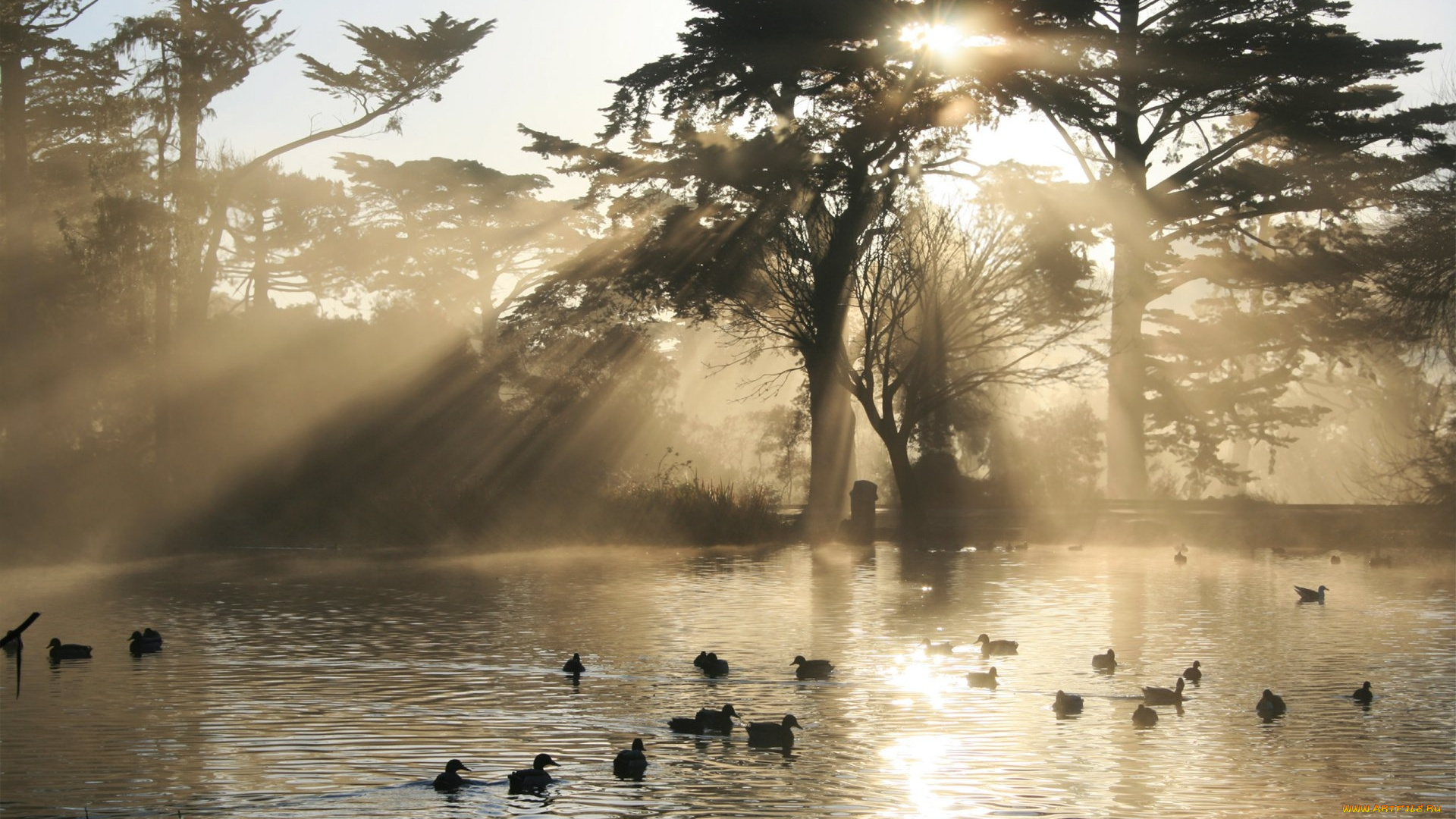 животные, утки