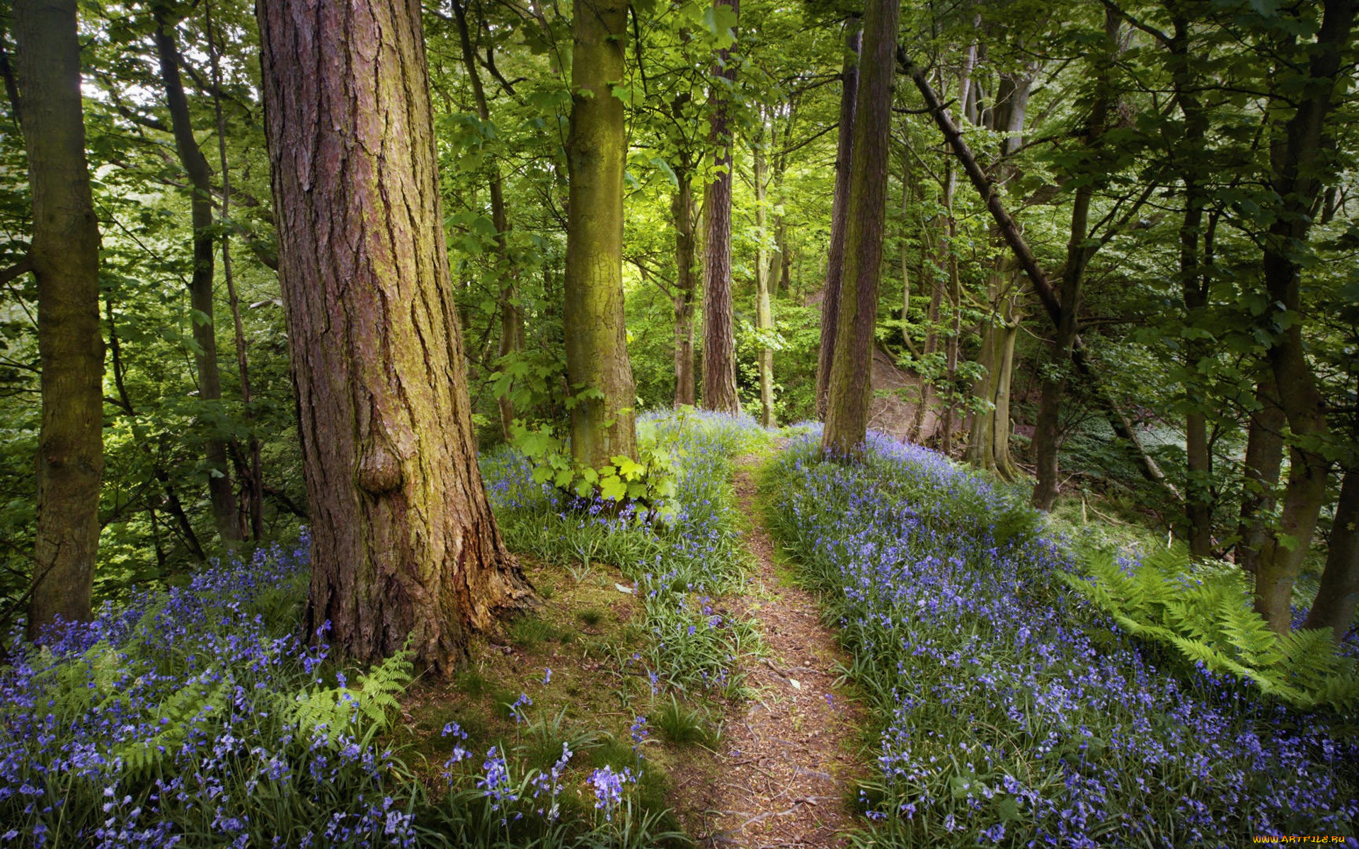 природа, лес