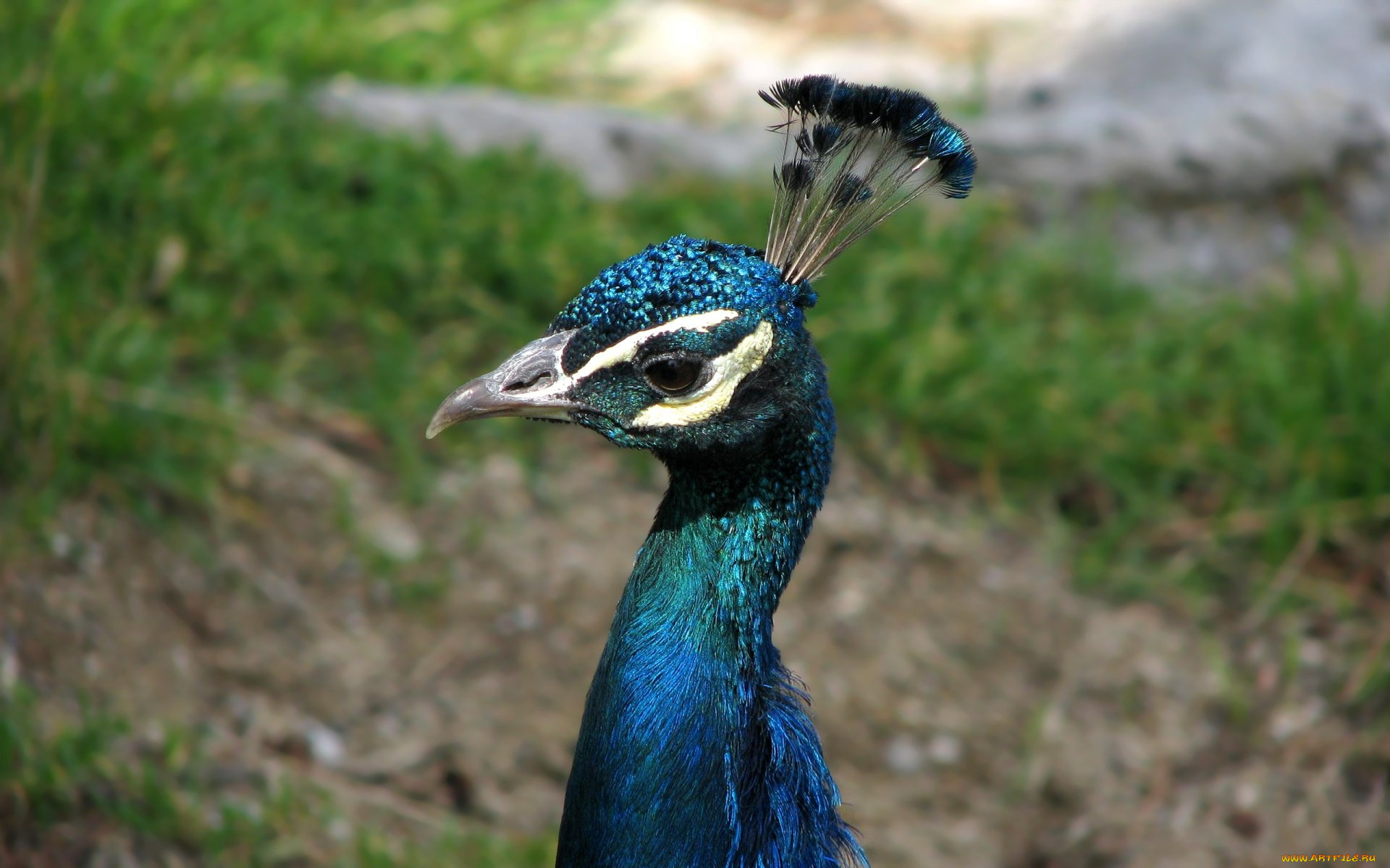 животные, павлины