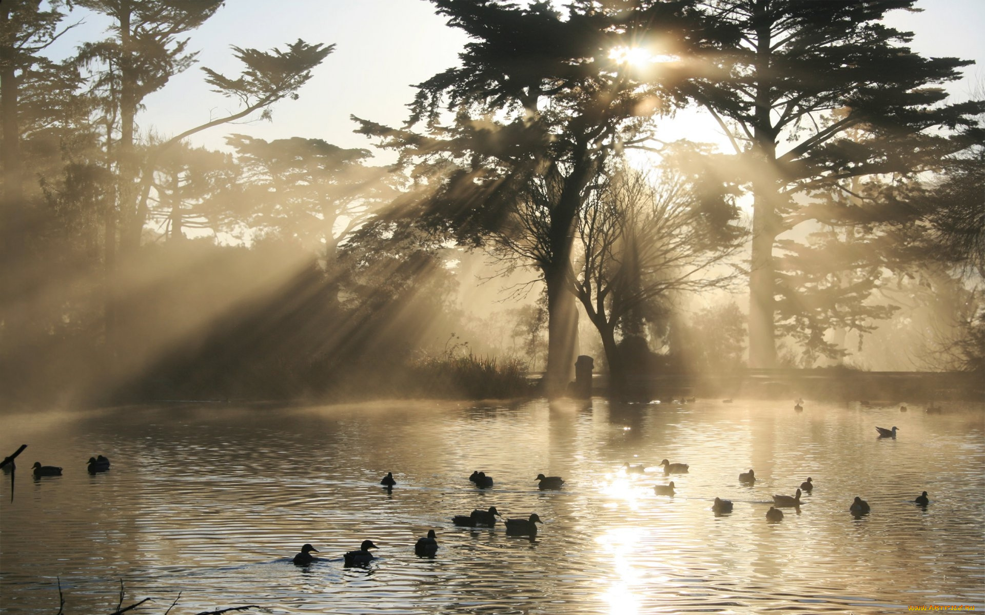 животные, утки