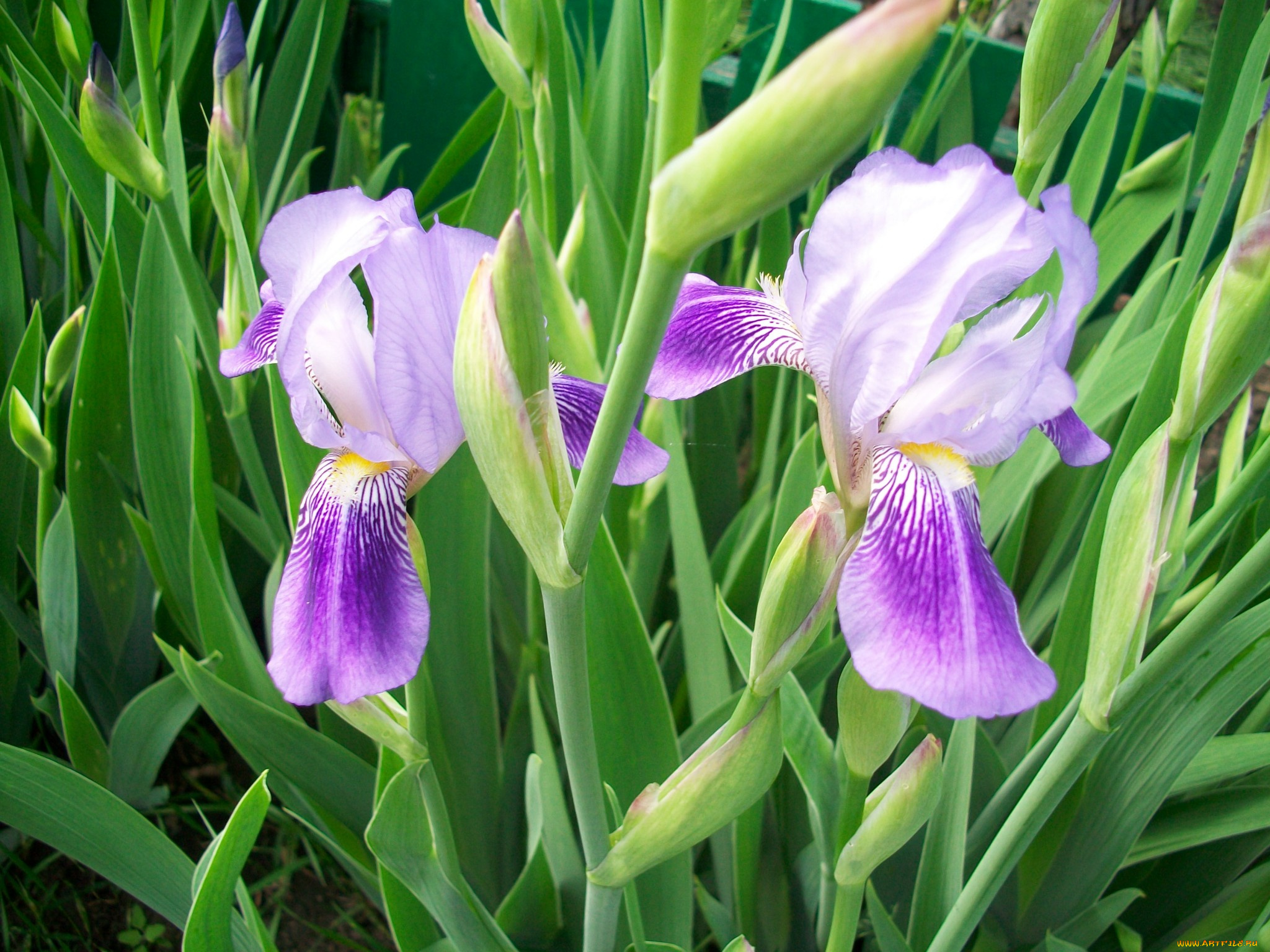 цветы, ирисы
