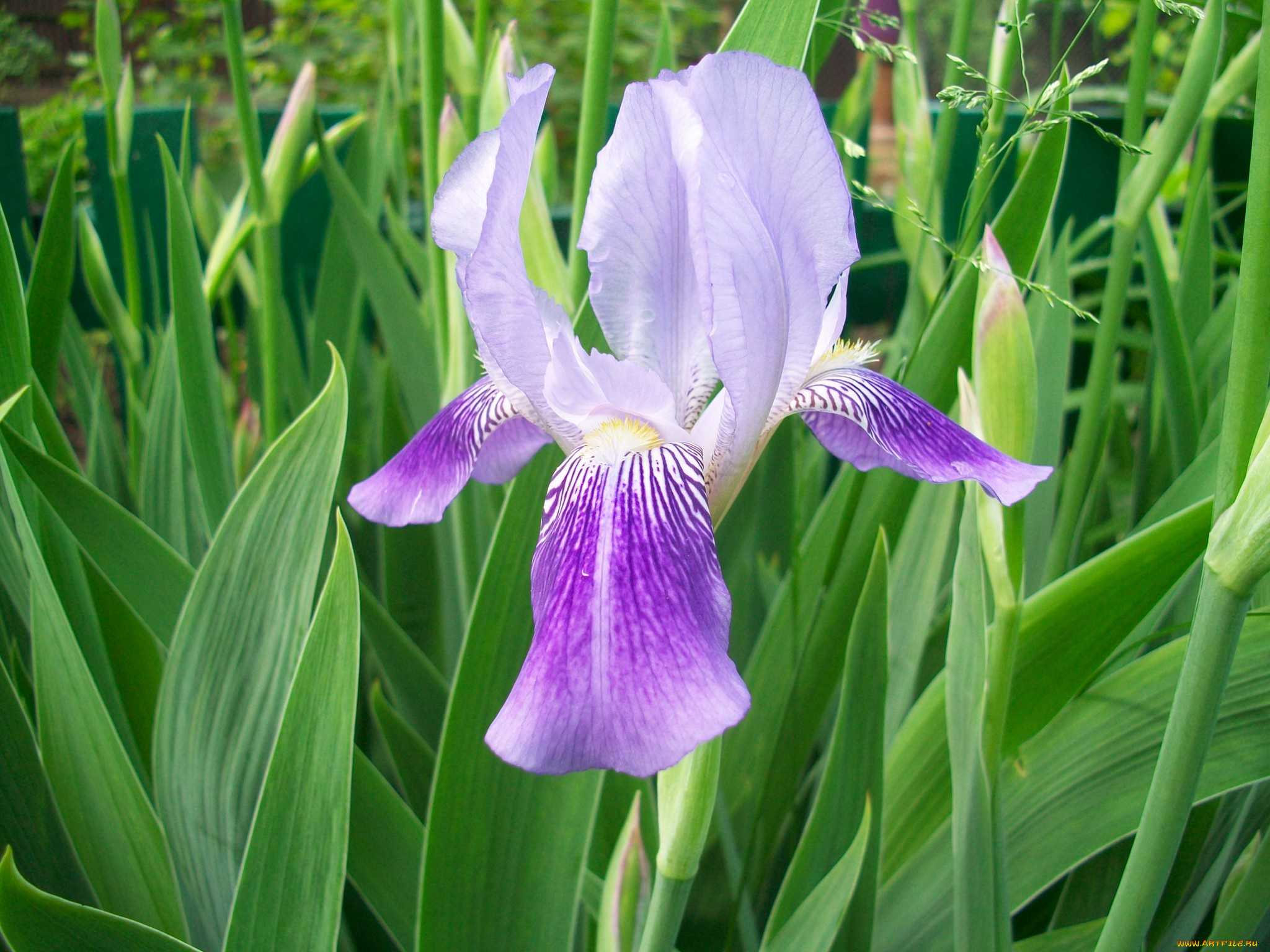 цветы, ирисы