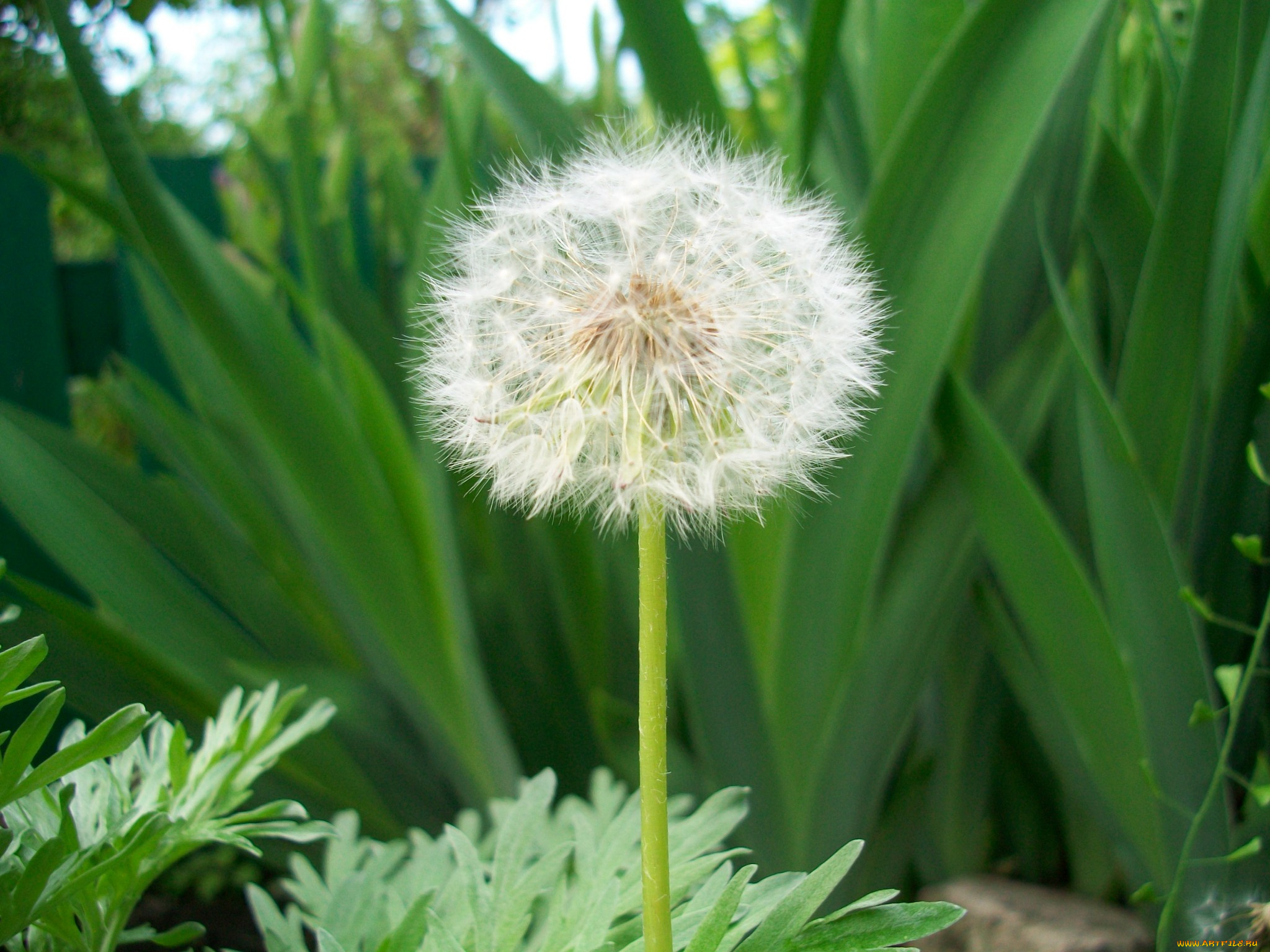 цветы, одуванчики