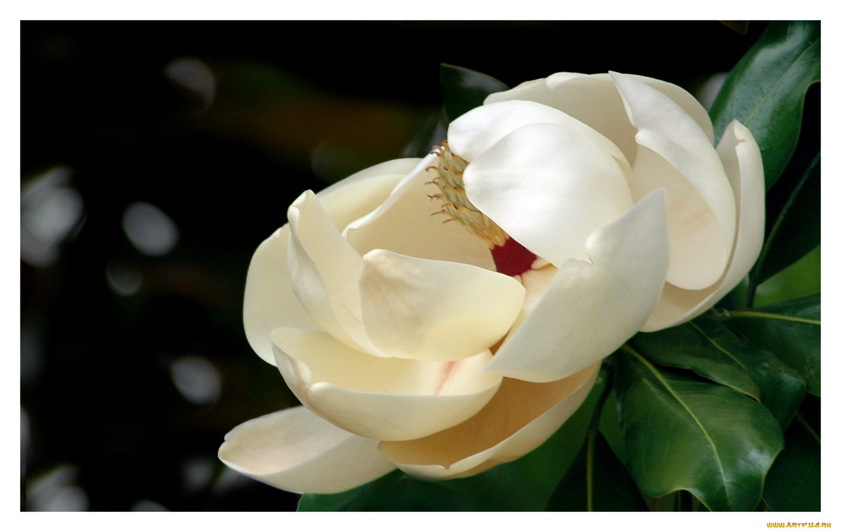 цветы, магнолии, молочный, лепестки