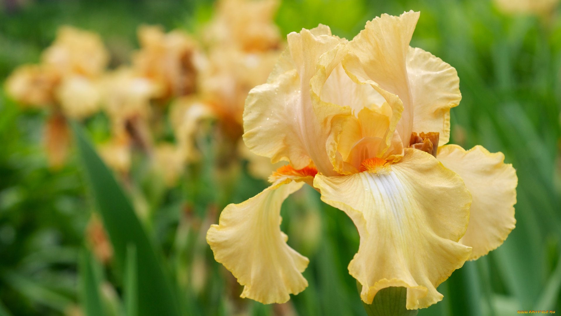 цветы, ирисы, лепестки, желтый