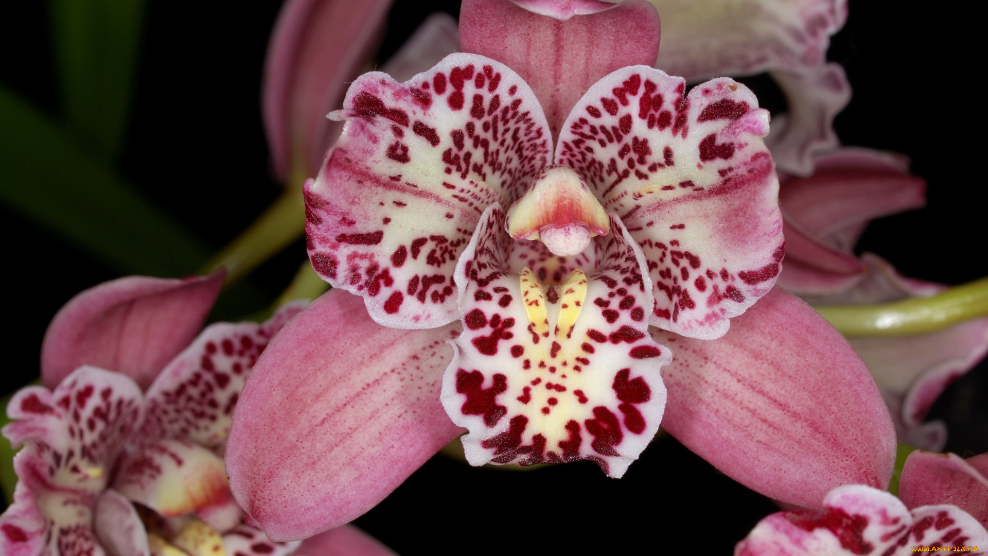 цветы, орхидеи, розовый, пятнистый, экзотика
