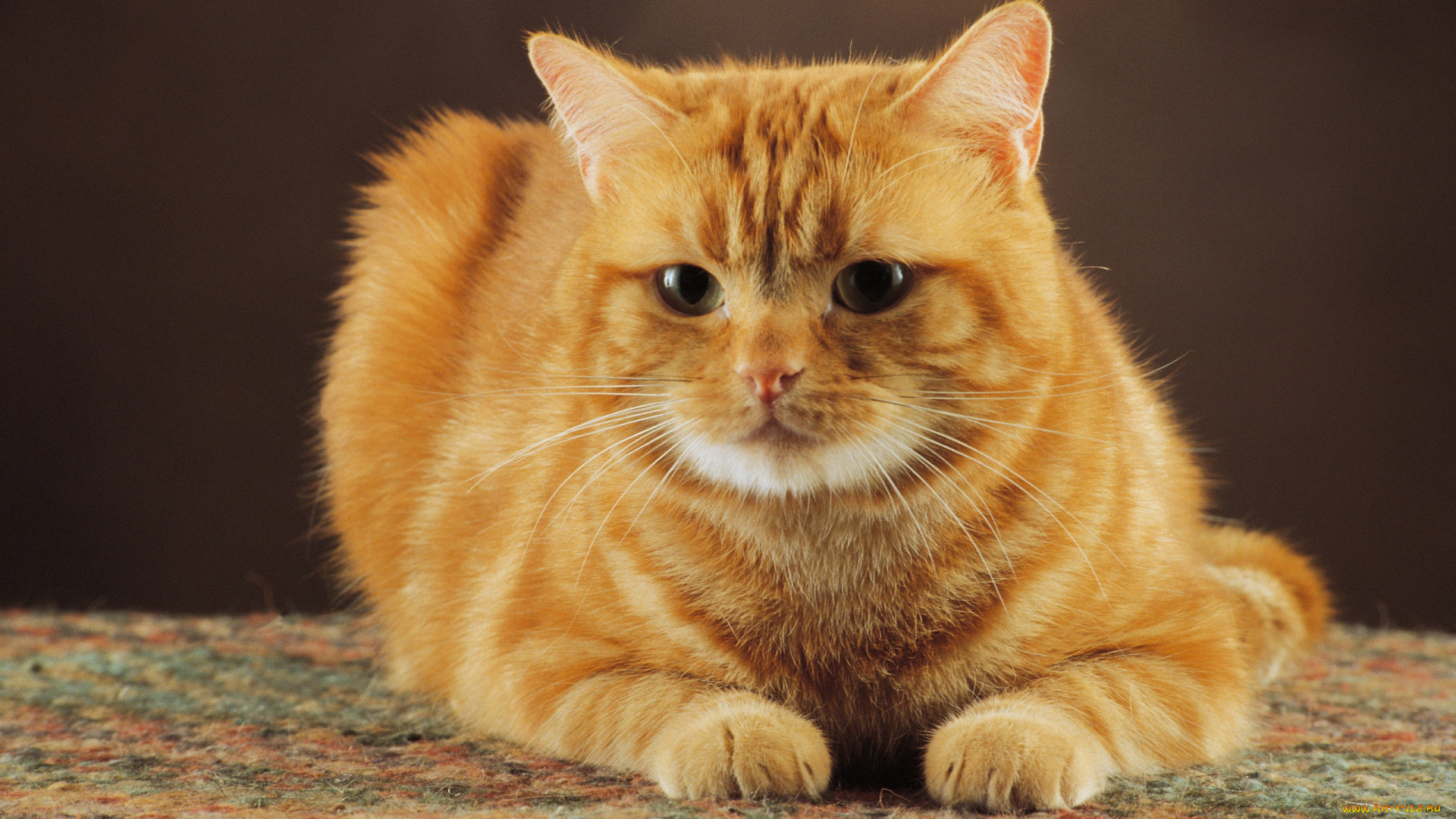 животные, коты, взгляд, рыжий