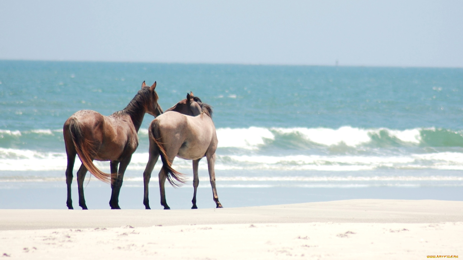 животные, лошади, пара, побережье, море