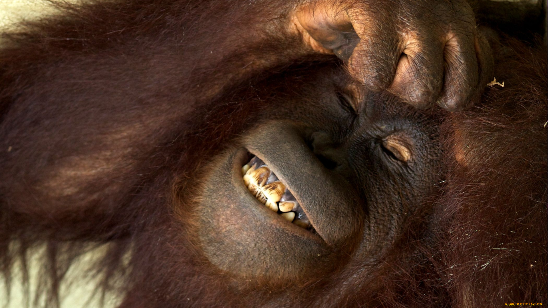 животные, обезьяны, орангутанг, улыбка, стеснение