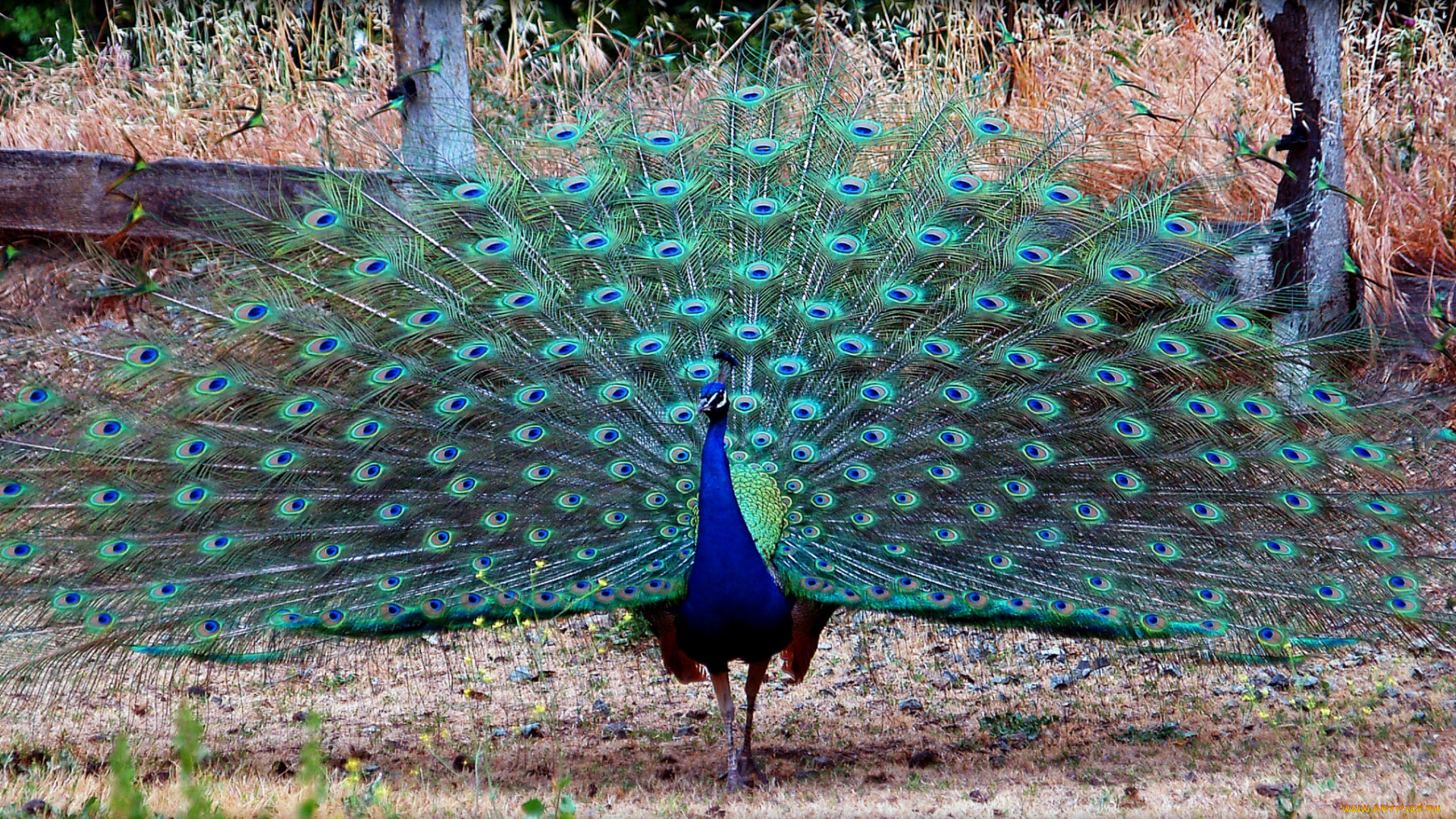 животные, павлины, хвост