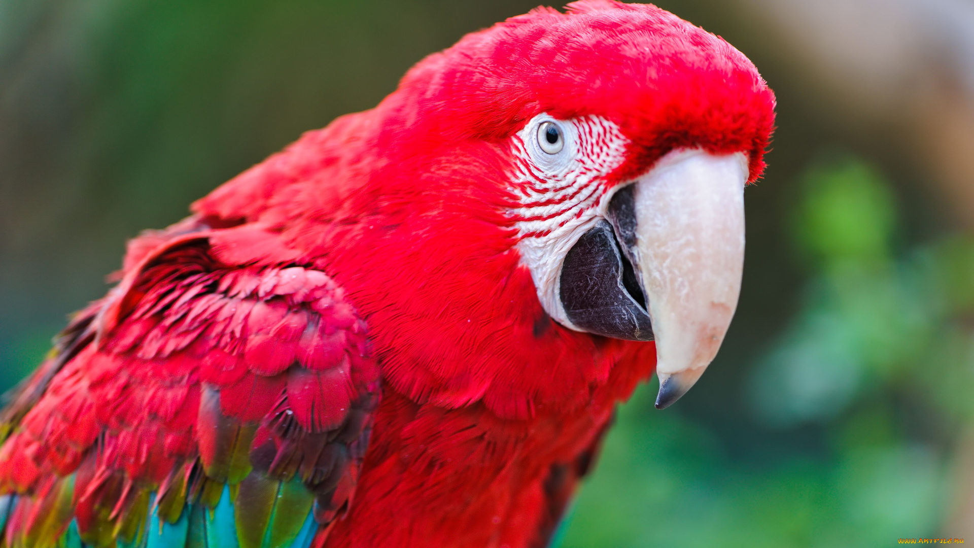 животные, попугаи, ара