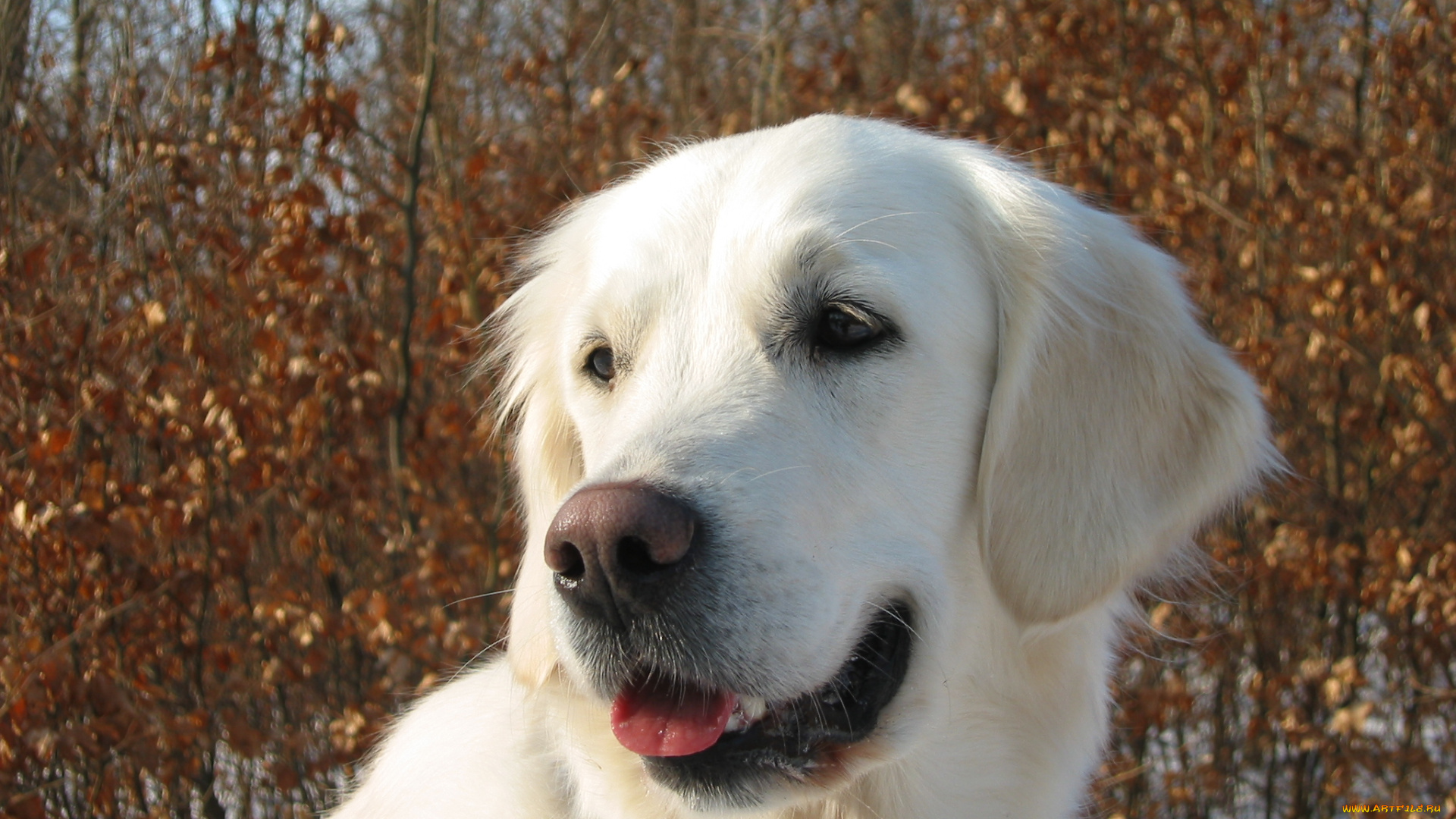 животные, собаки, ретривер