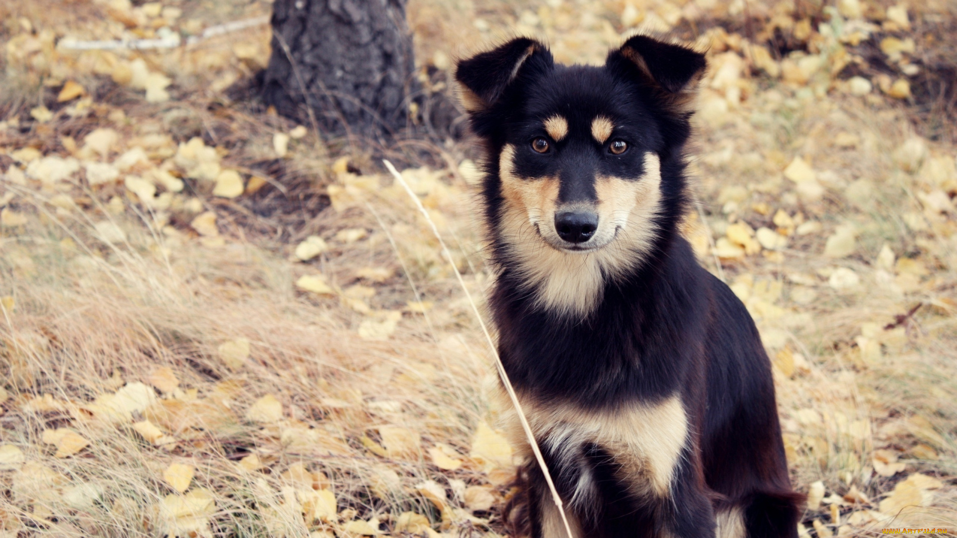 животные, собаки, взгляд, пёс