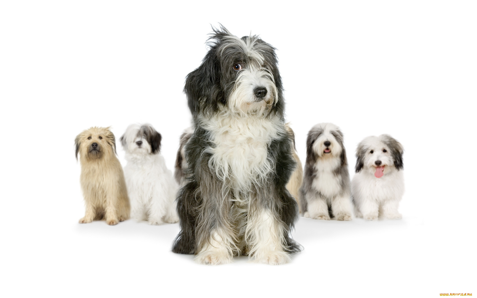 животные, собаки, пёс