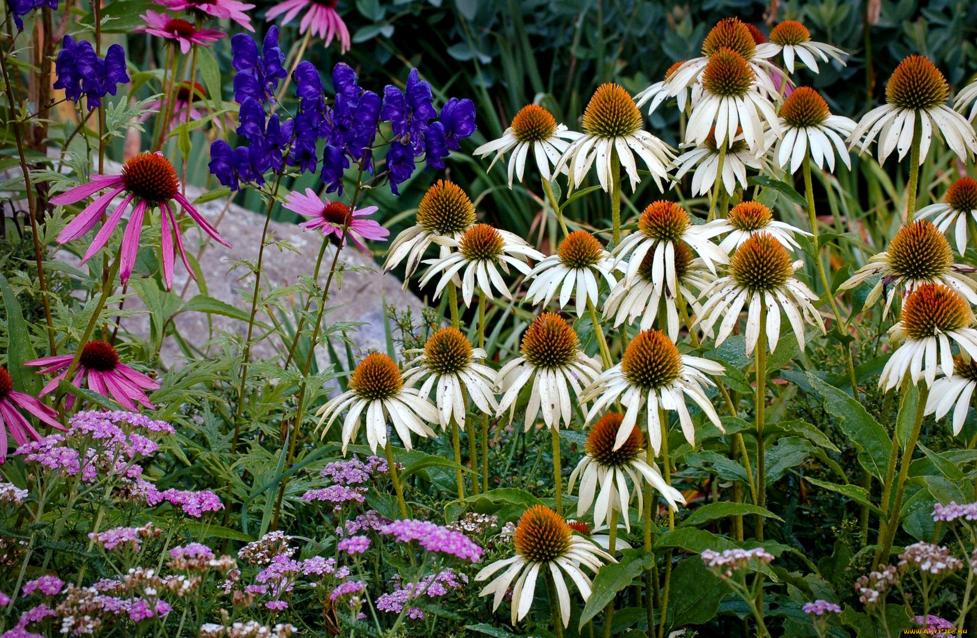 цветы, эхинацея, белый, розовый