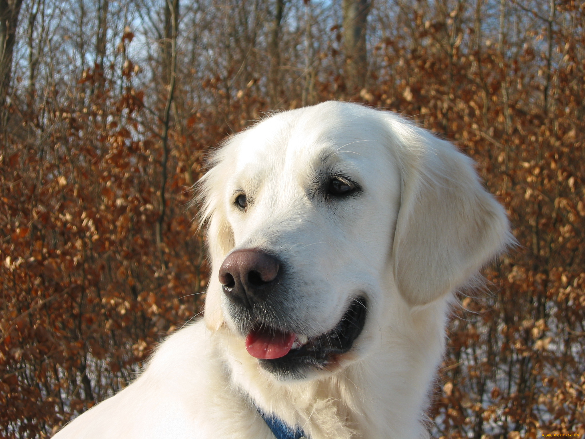 животные, собаки, ретривер
