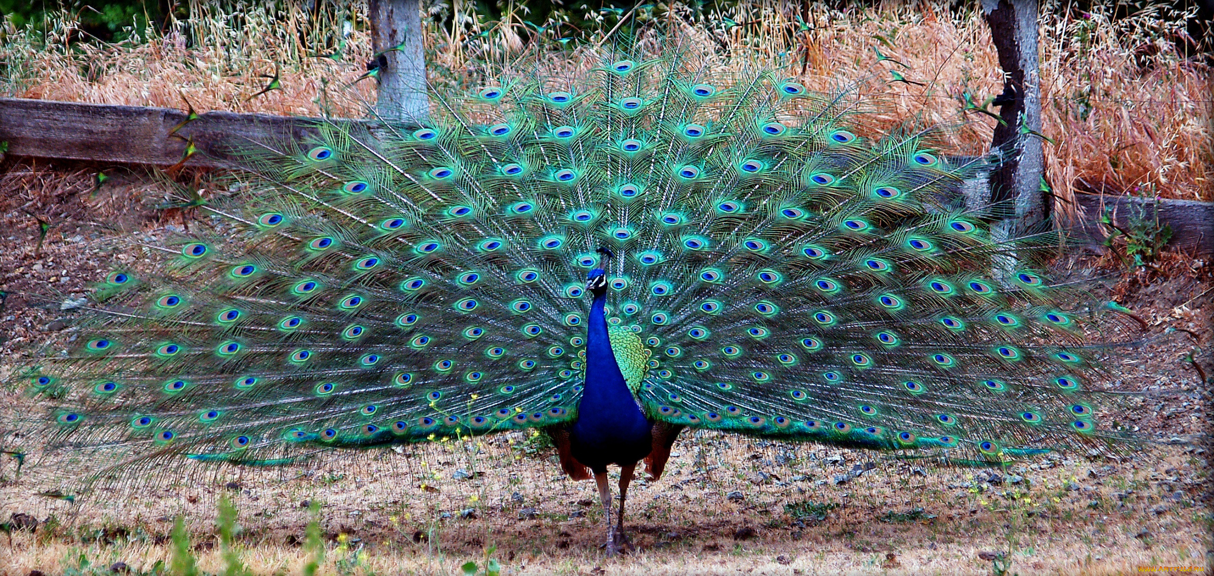 животные, павлины, хвост