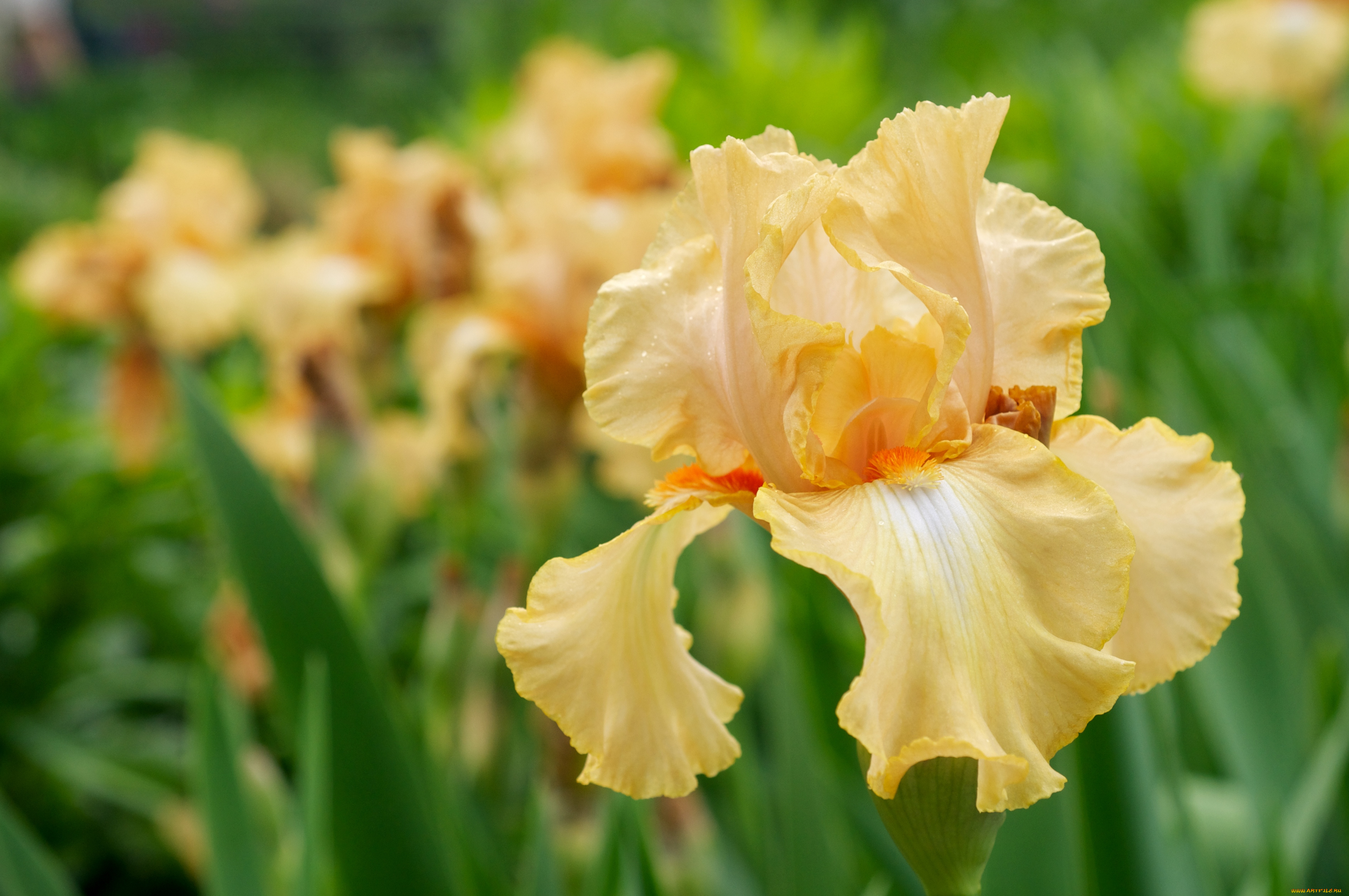 цветы, ирисы, лепестки, желтый