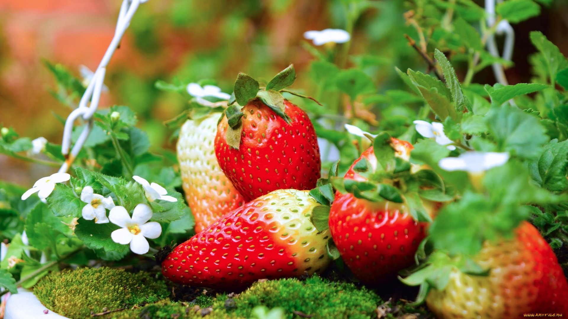 еда, клубника, , земляника, ягоды, лето