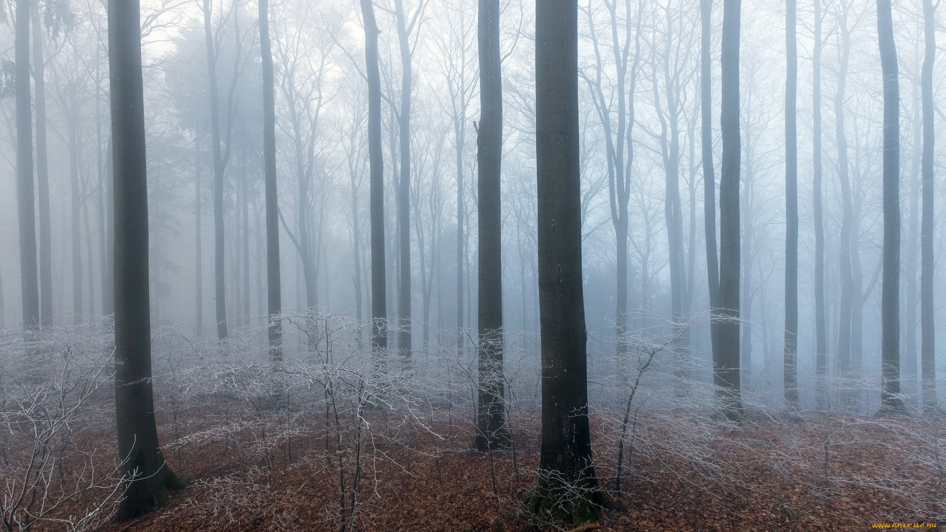 природа, лес, туман, осень