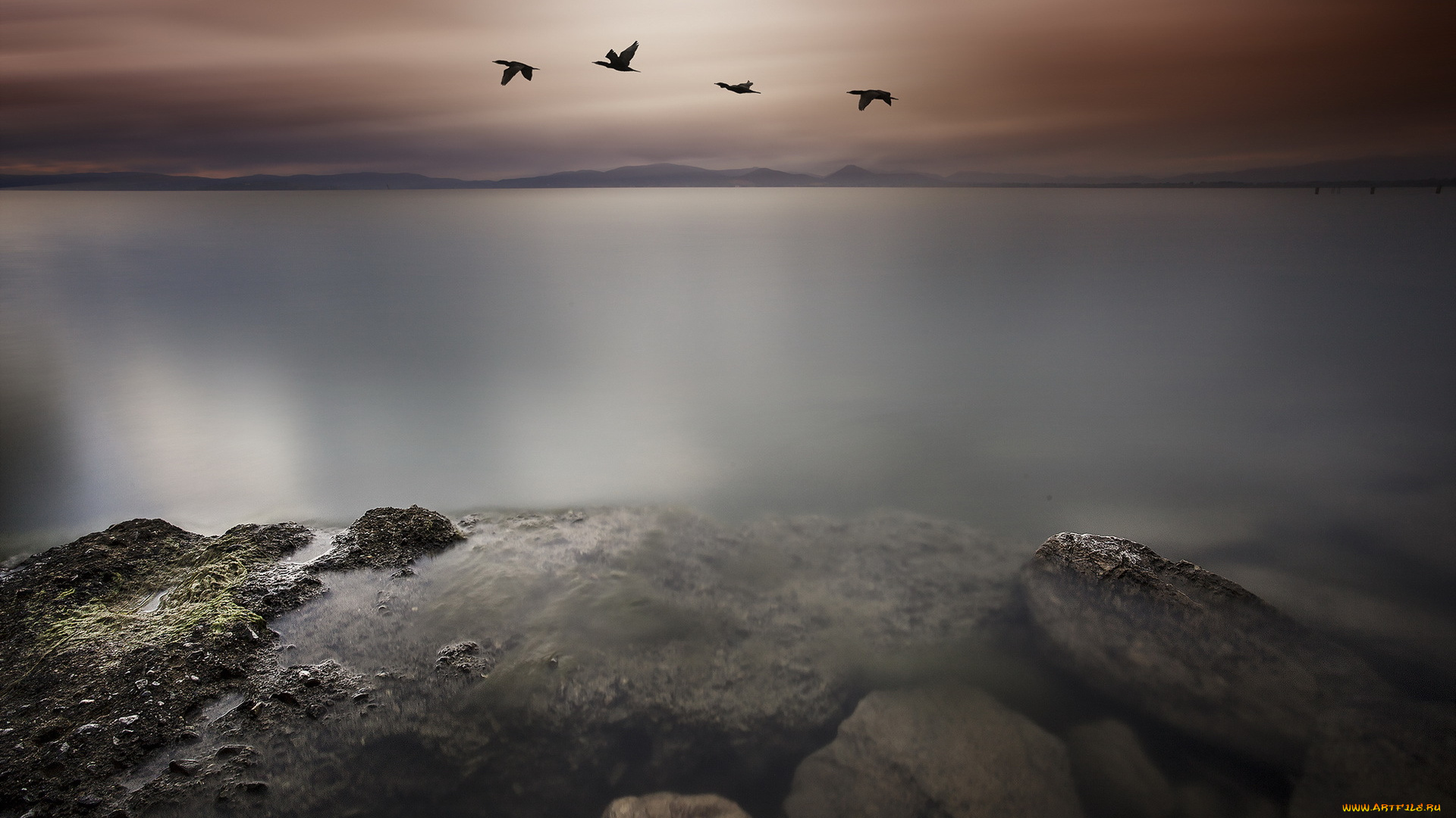 природа, побережье, птицы, море, ночь, пейзаж