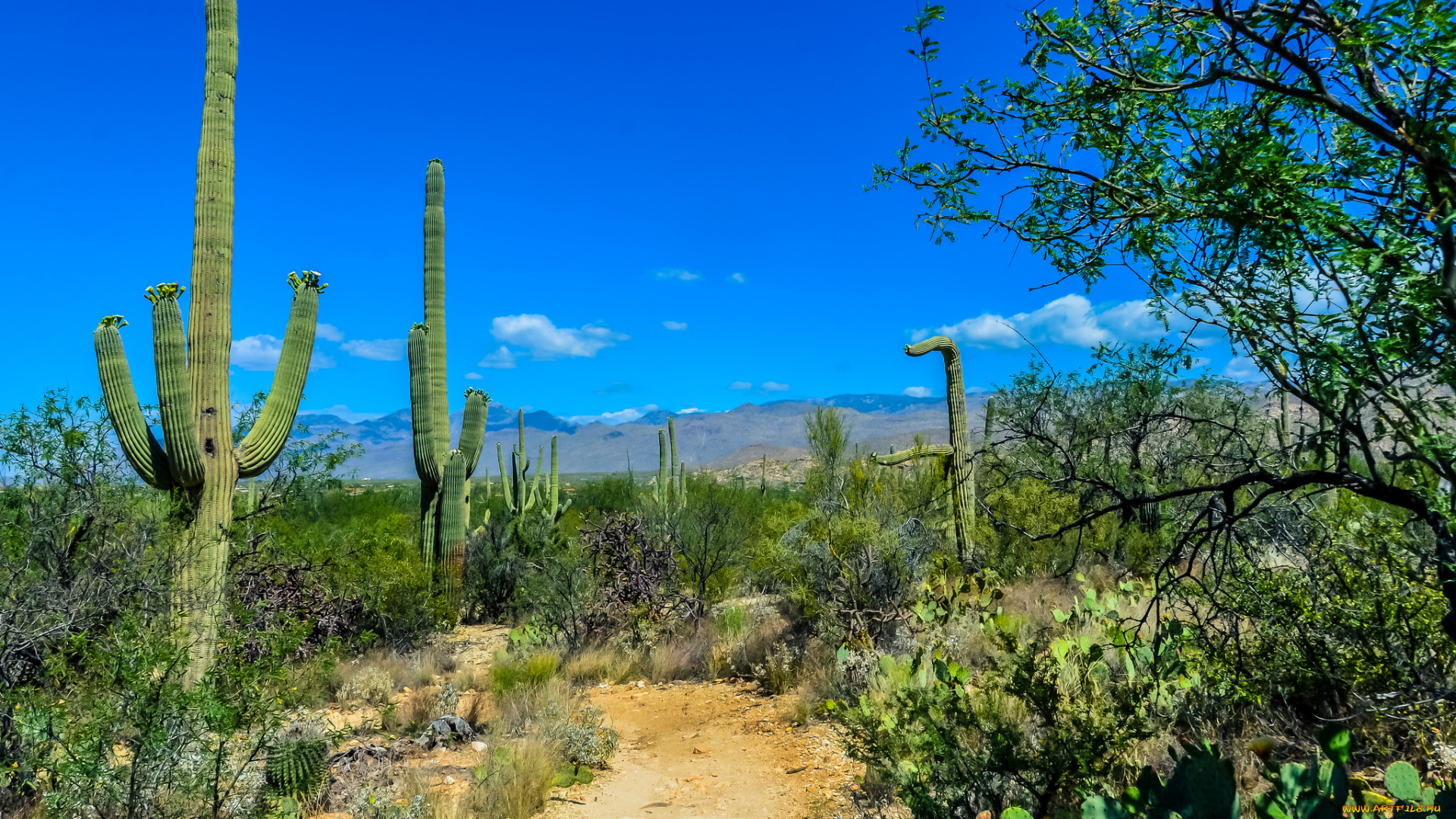 природа, пустыни, горы, кактусы